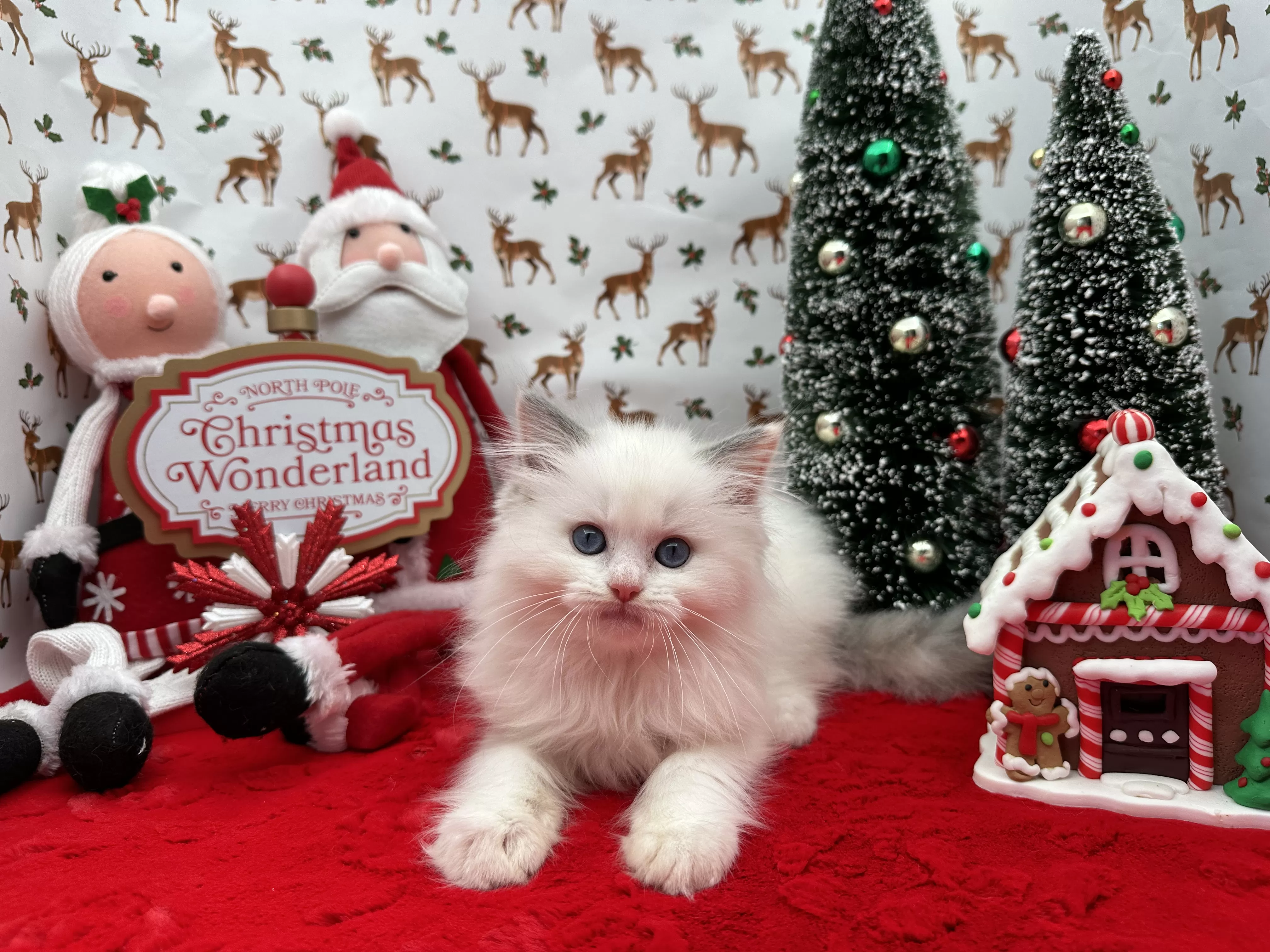 queens gallery image