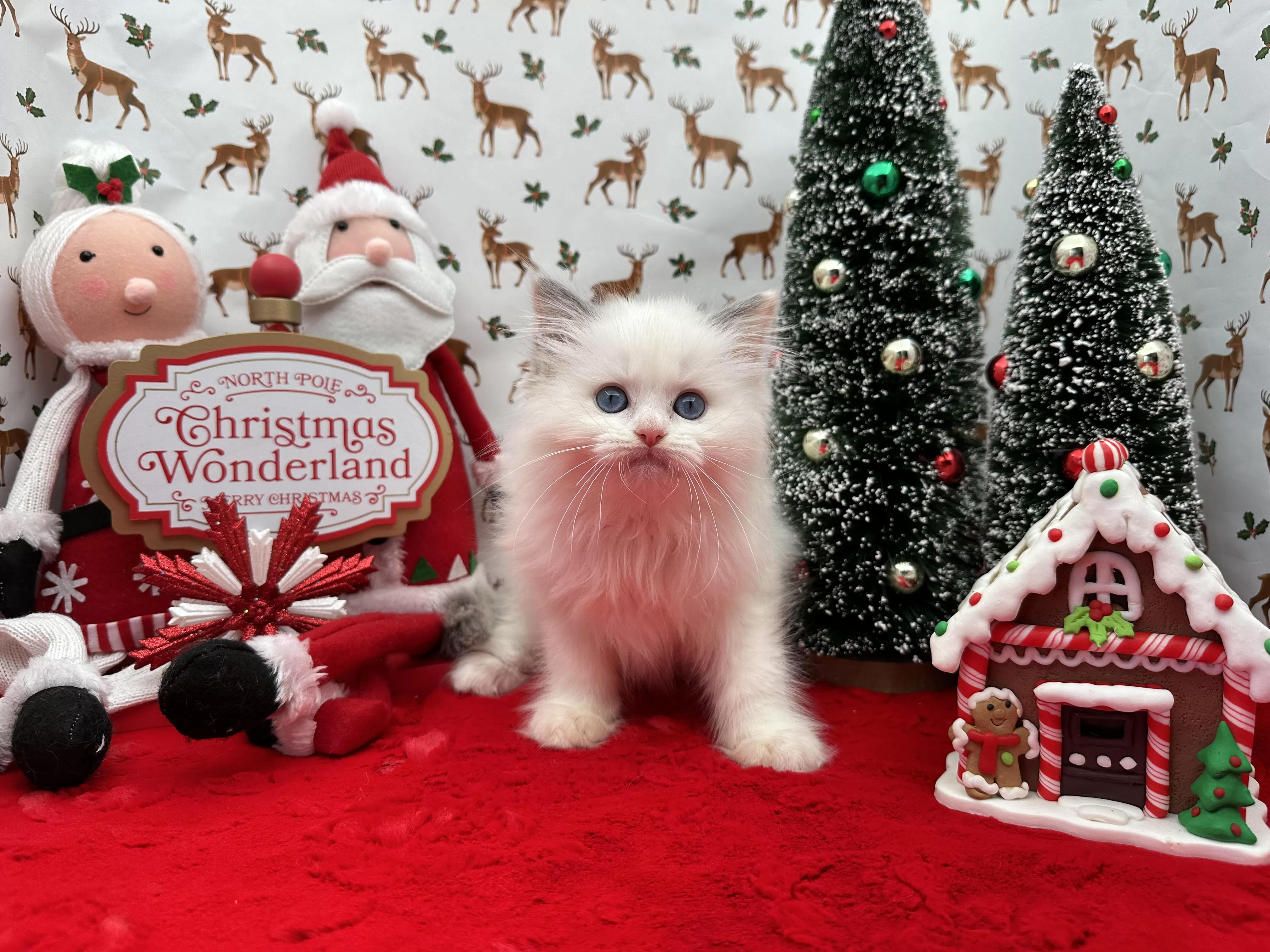 queens gallery image