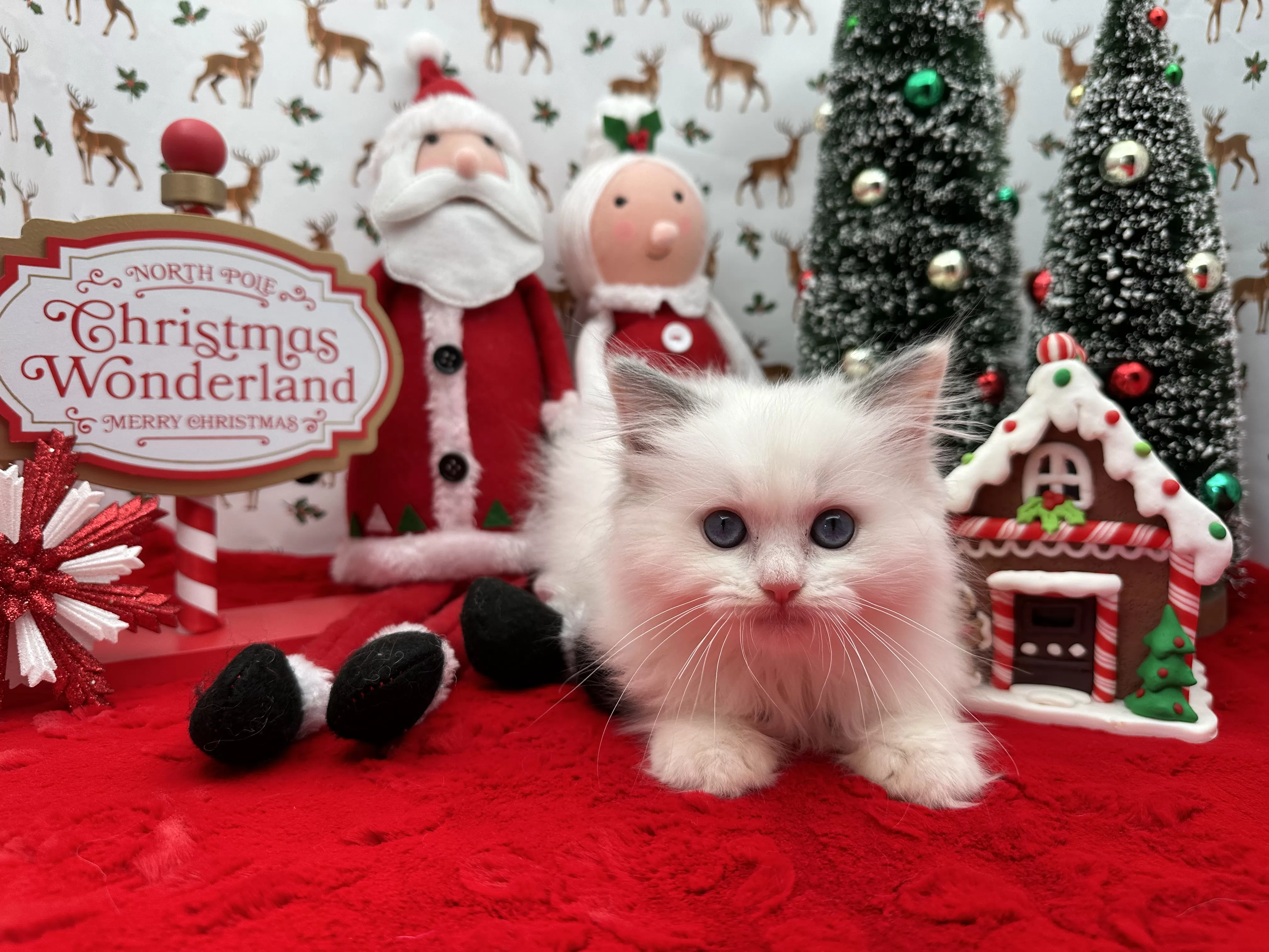 queens gallery image