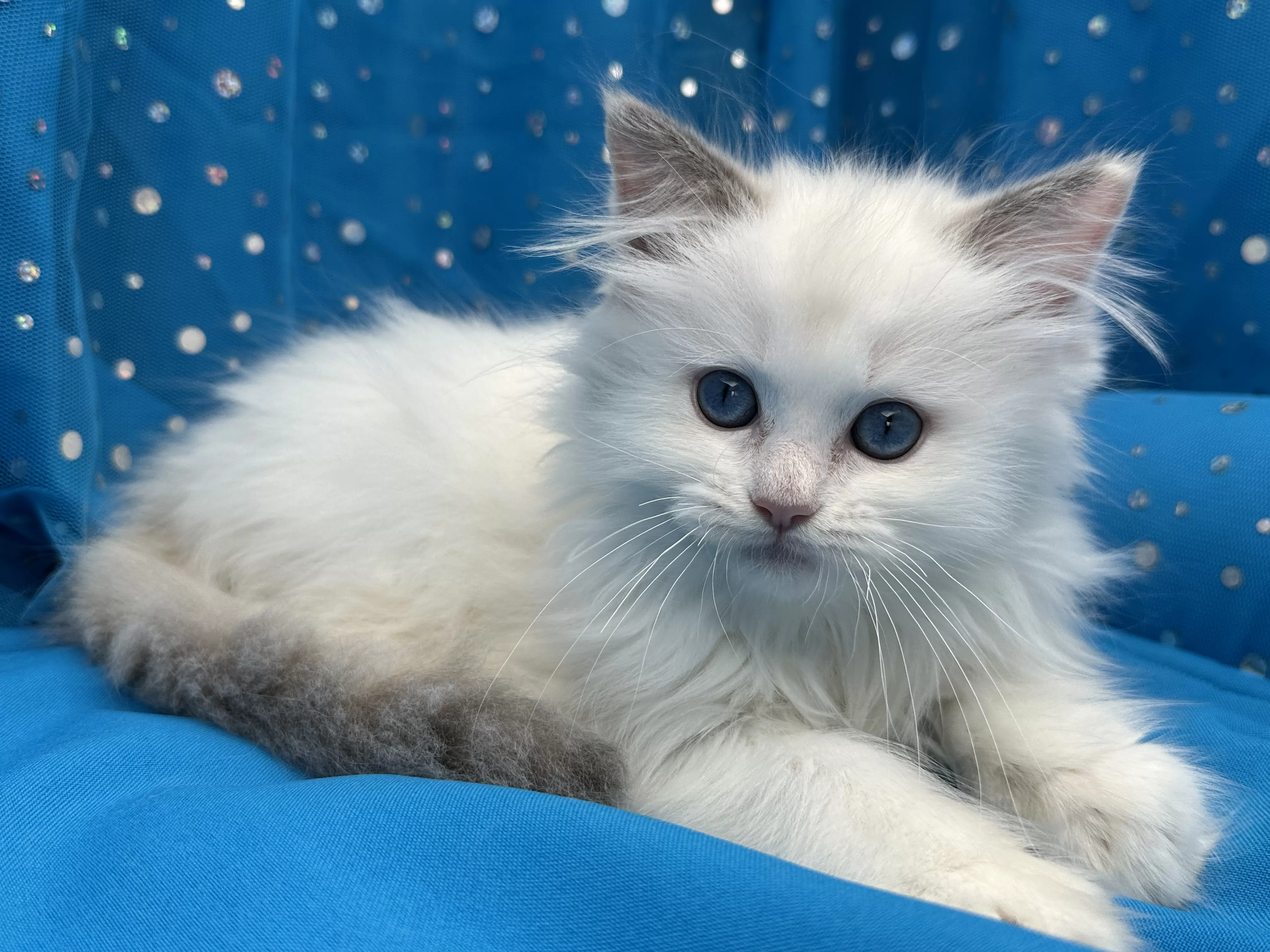 queens gallery image