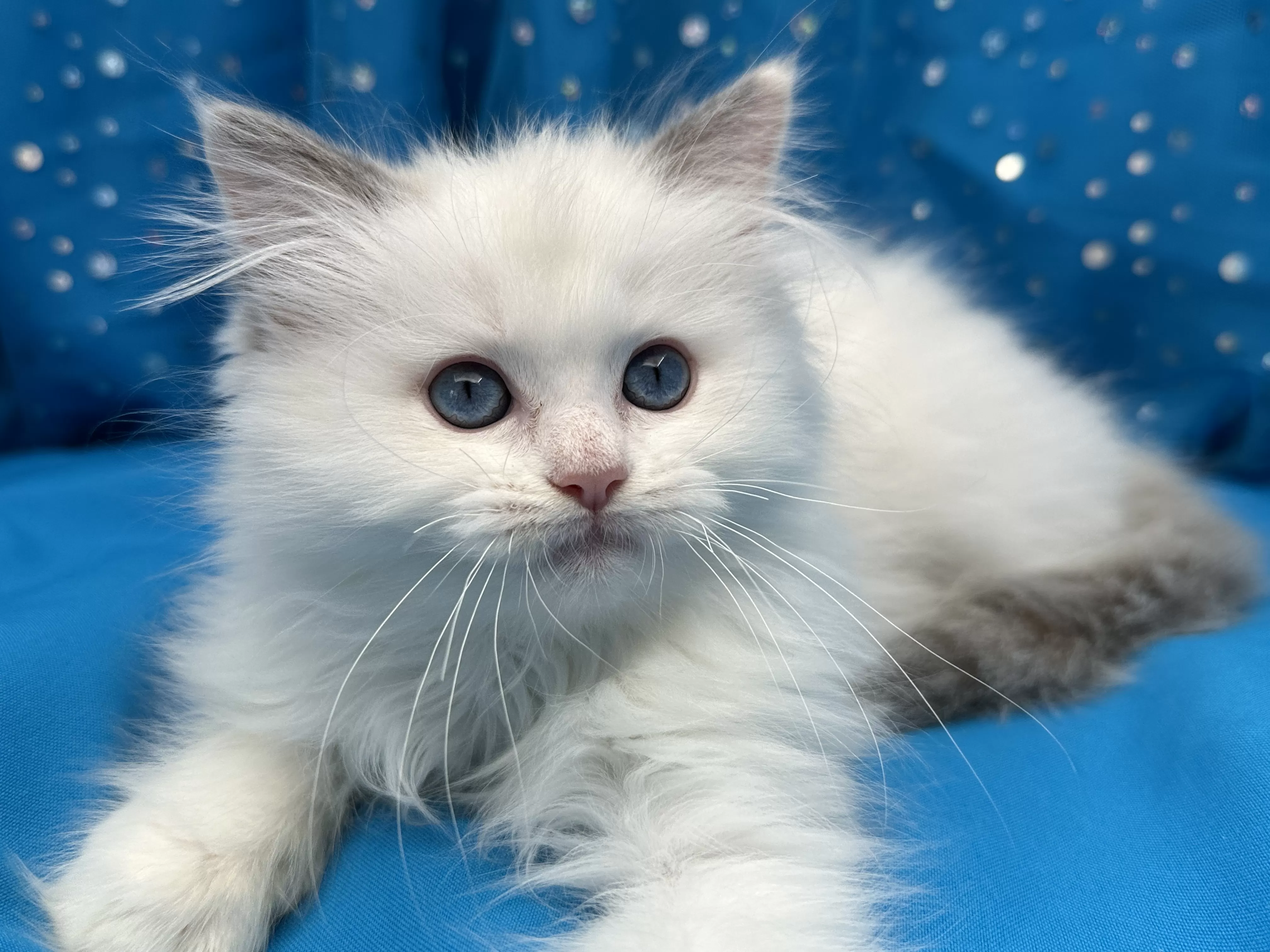 queens gallery image