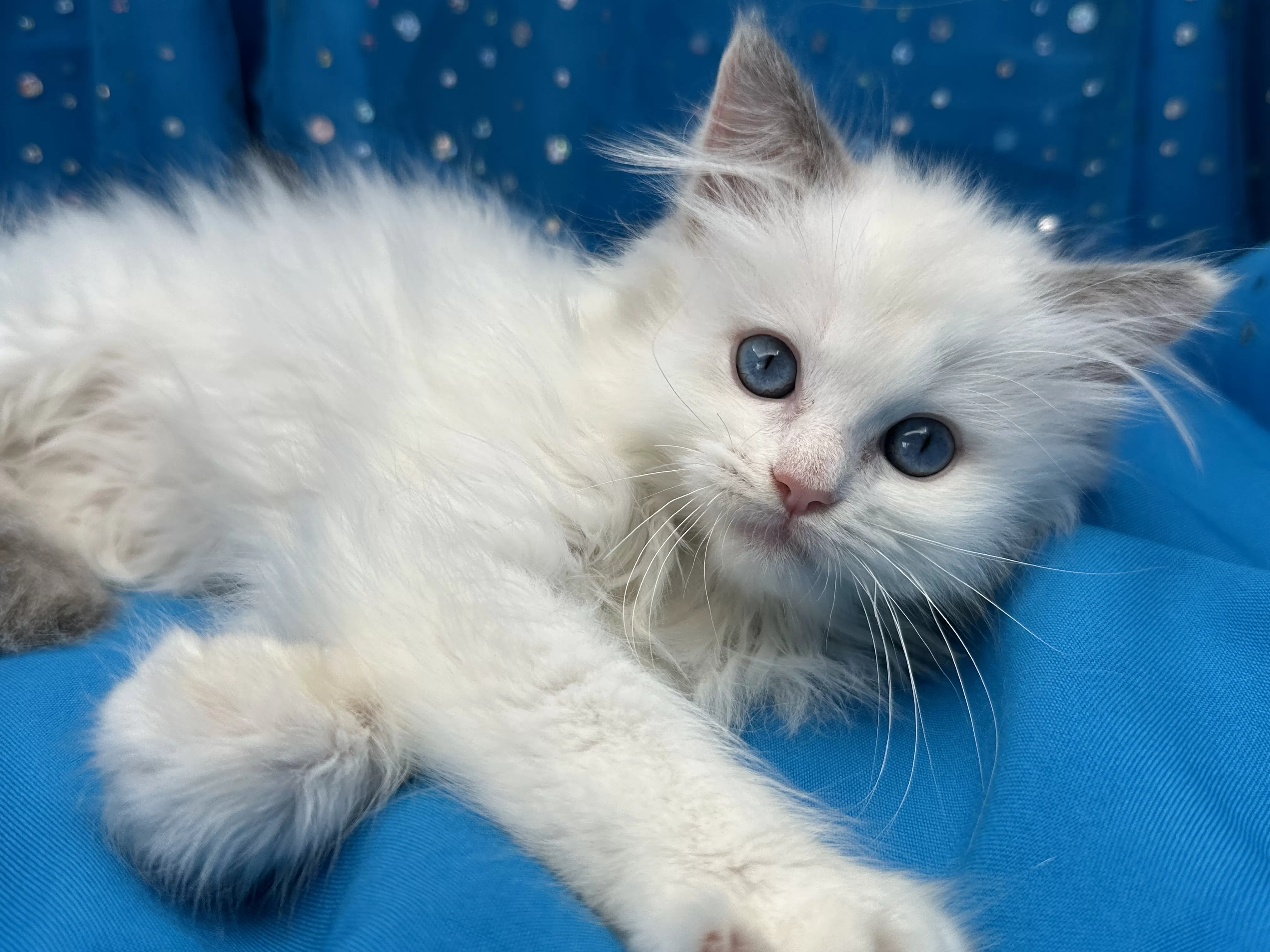 queens gallery image