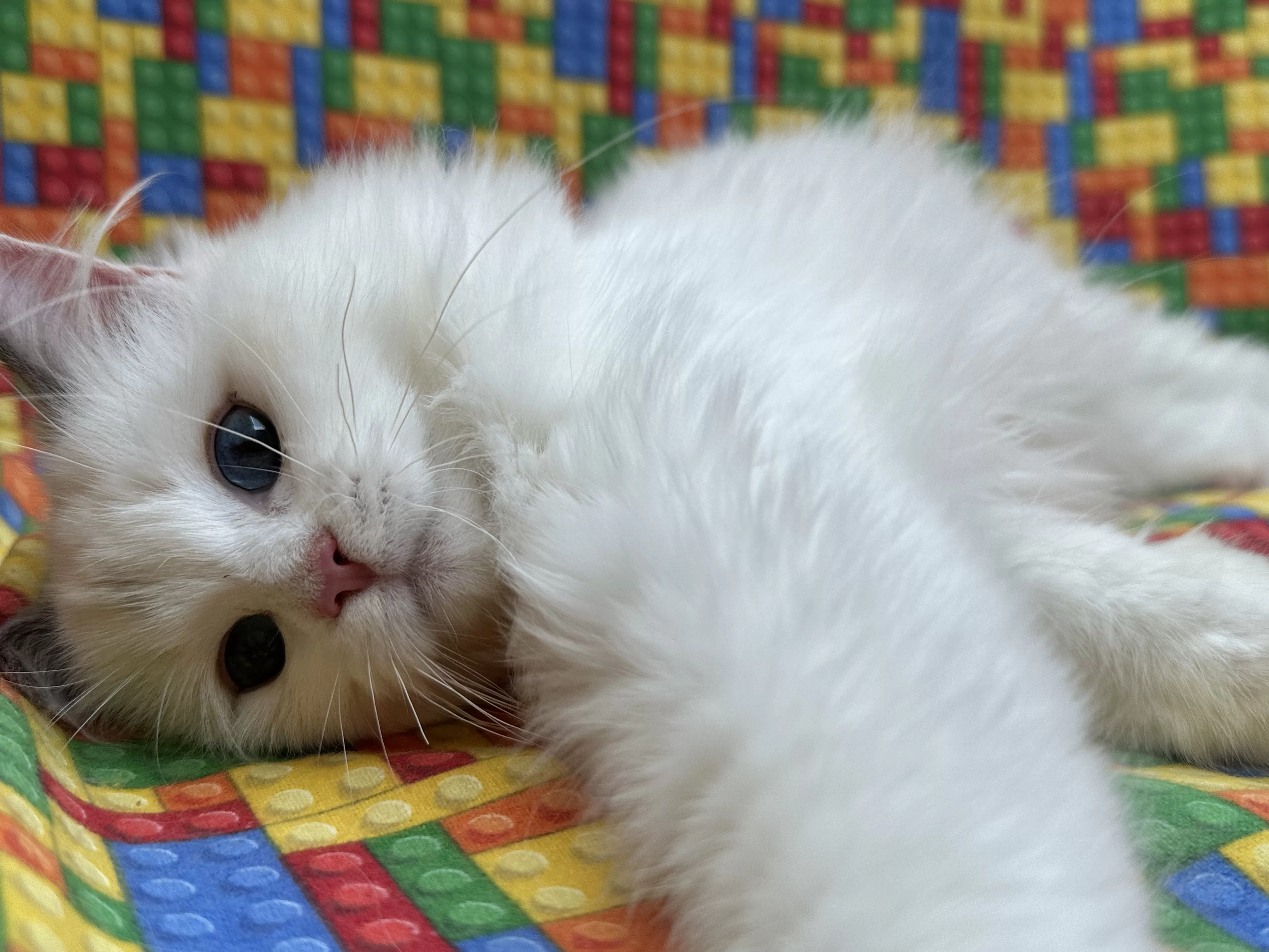 queens gallery image