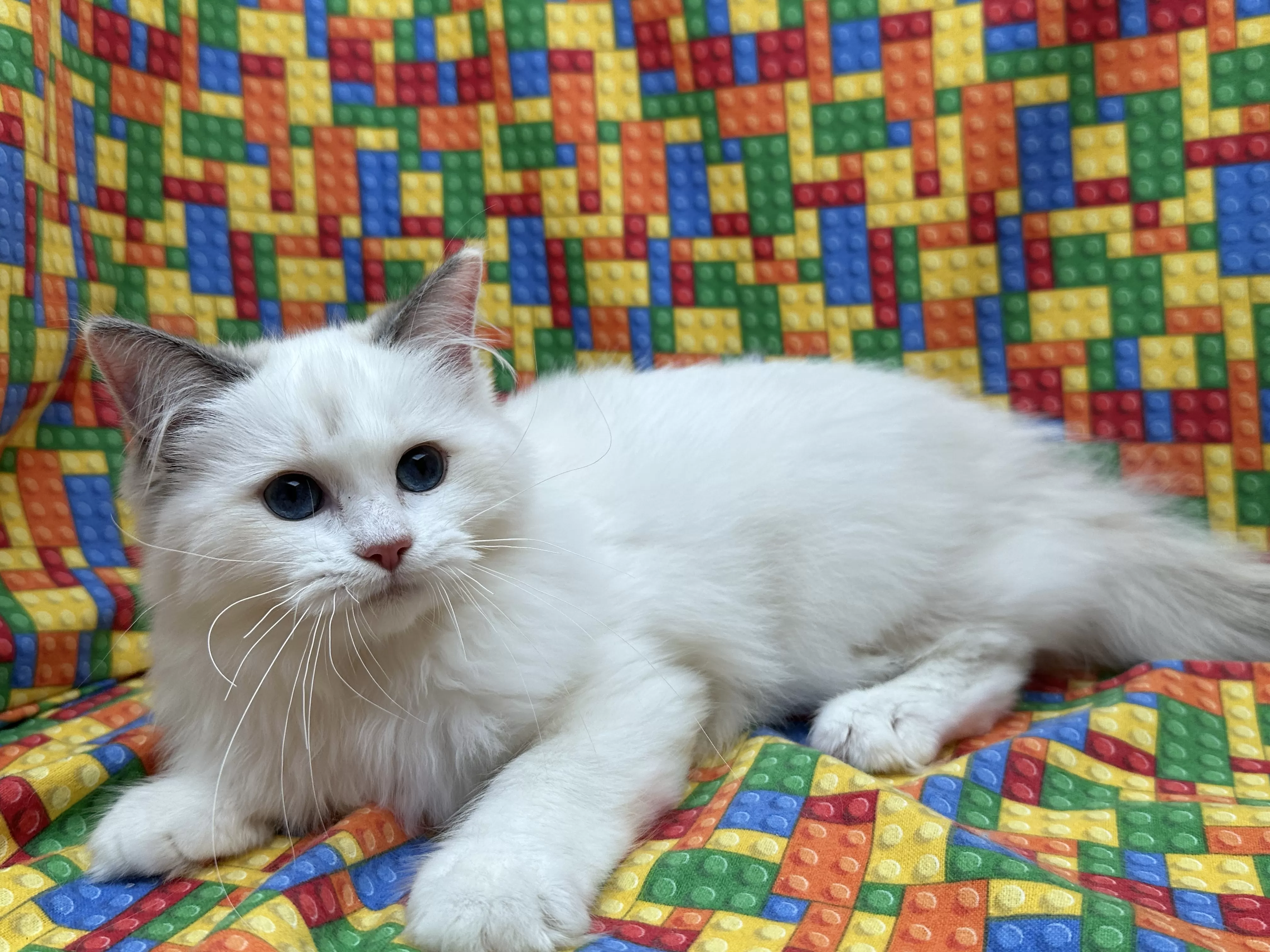 queens gallery image