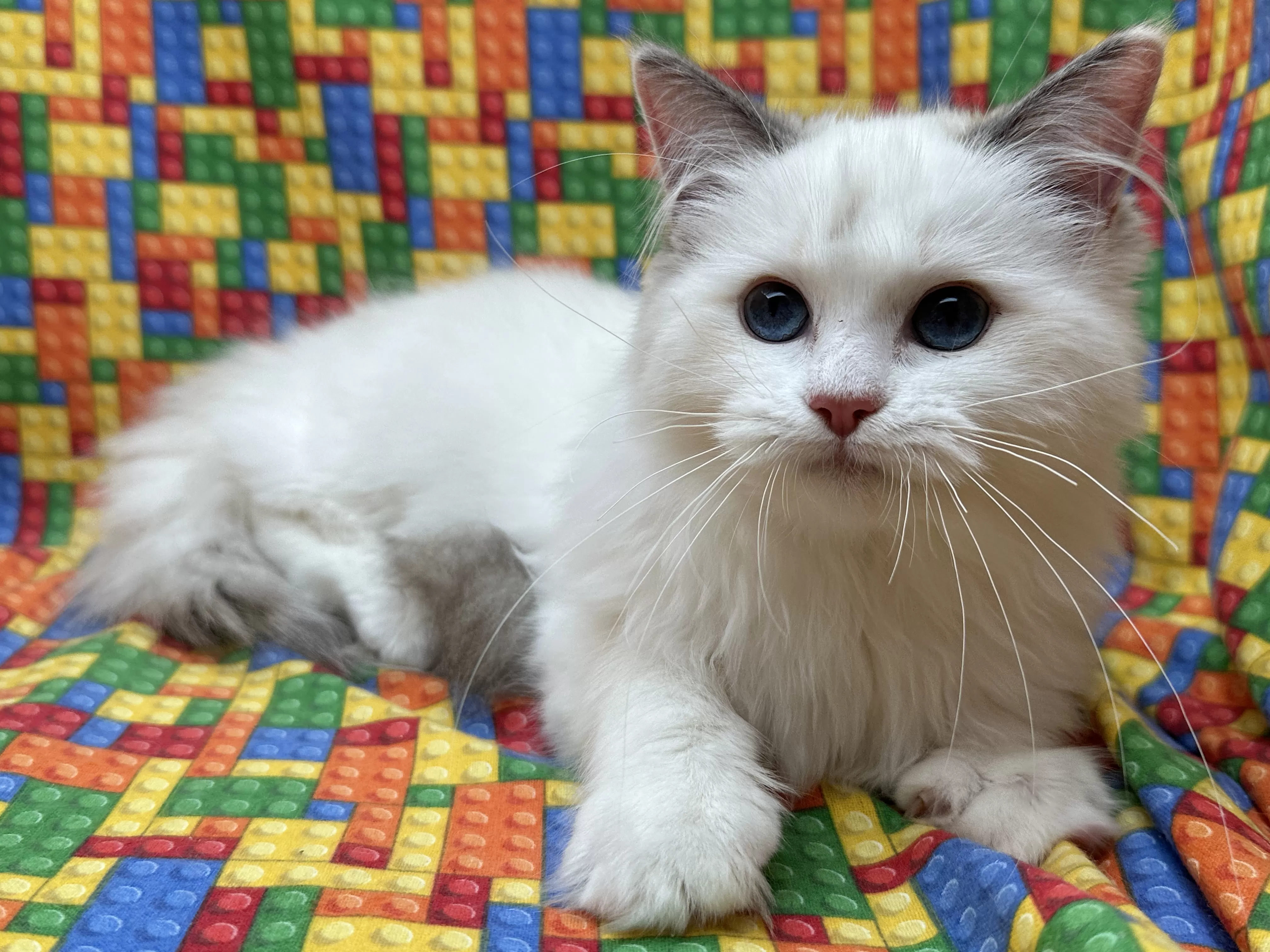 queens gallery image