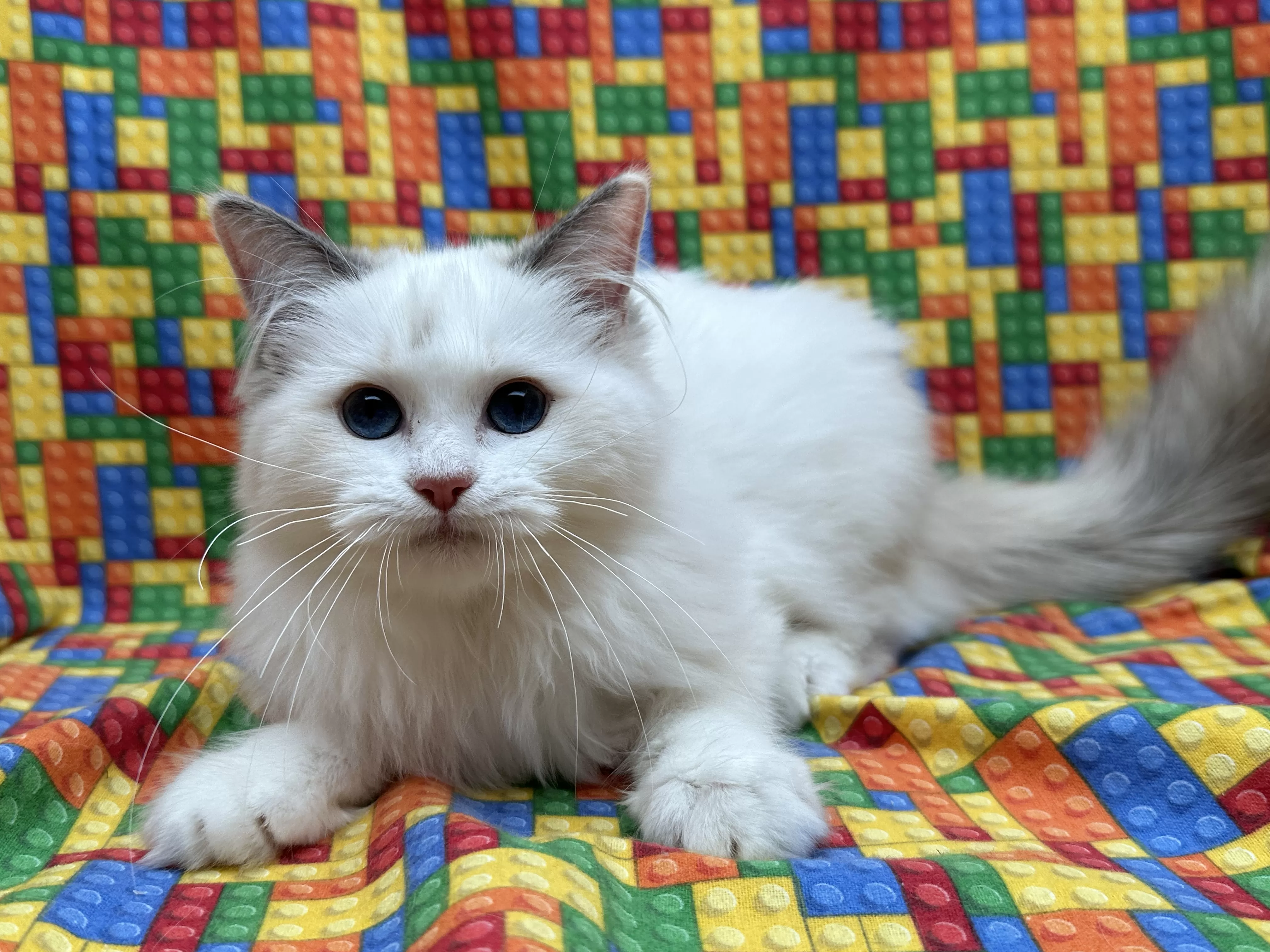 queens gallery image