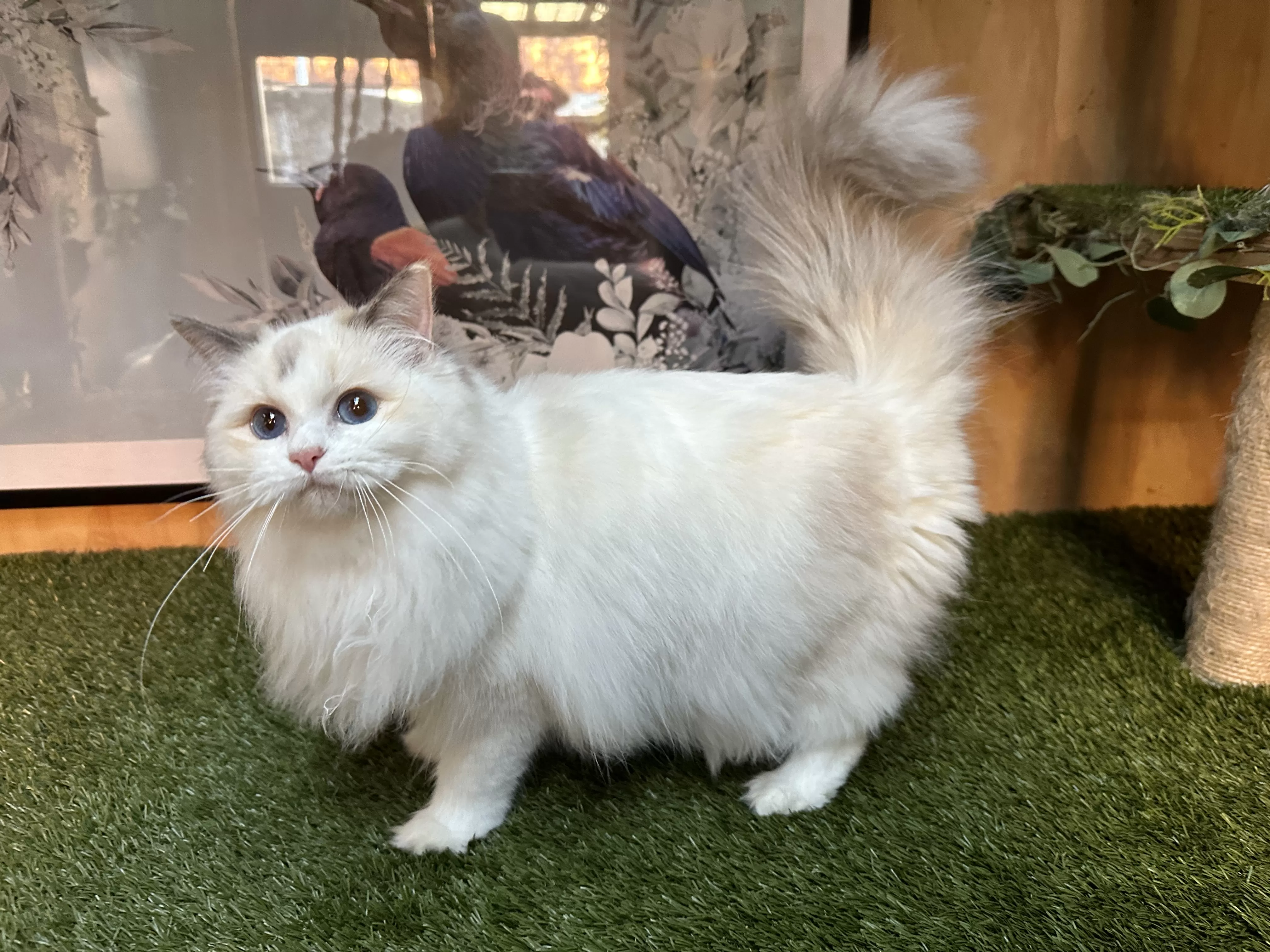 queens gallery image