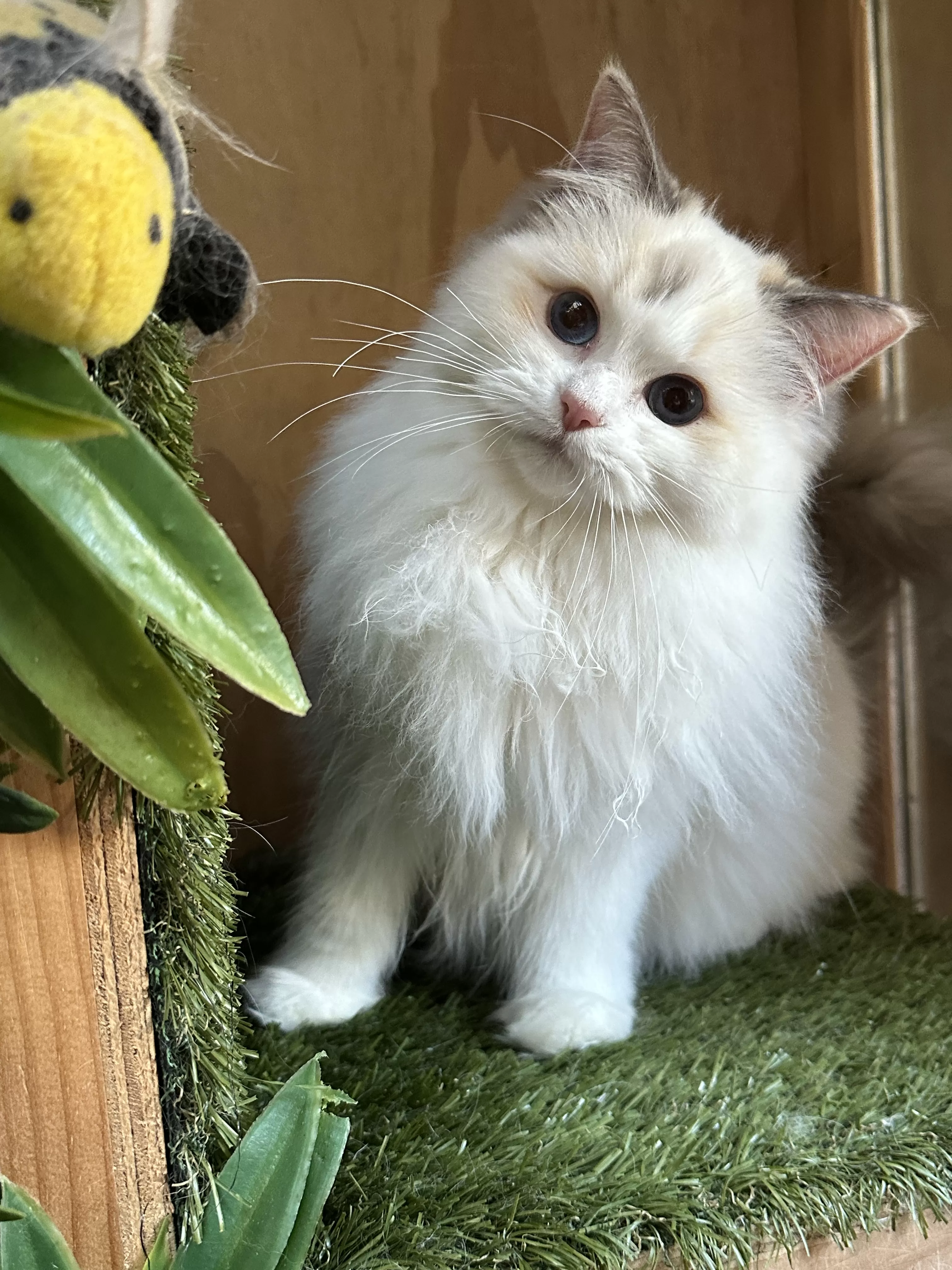 queens gallery image