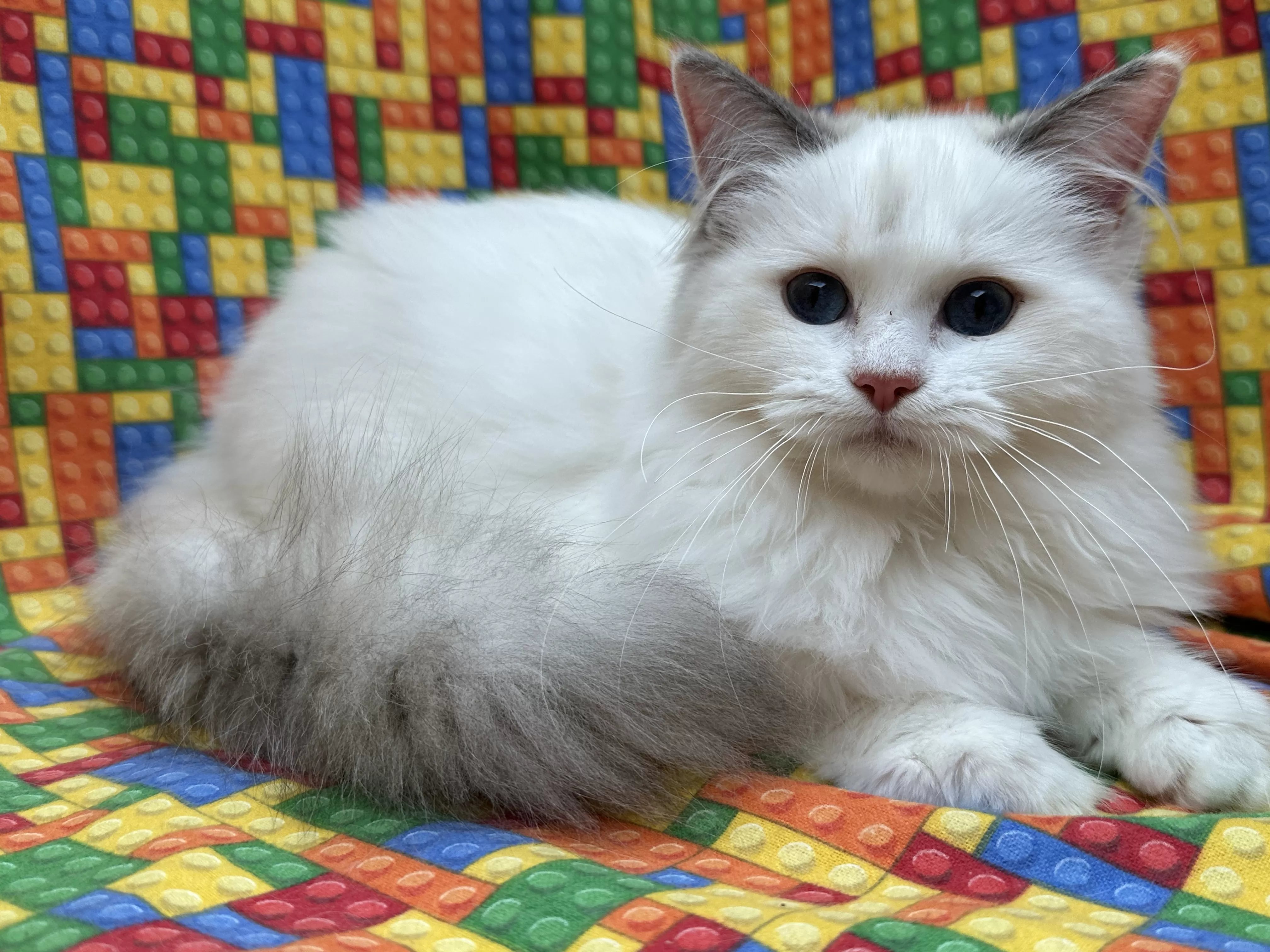 queens gallery image