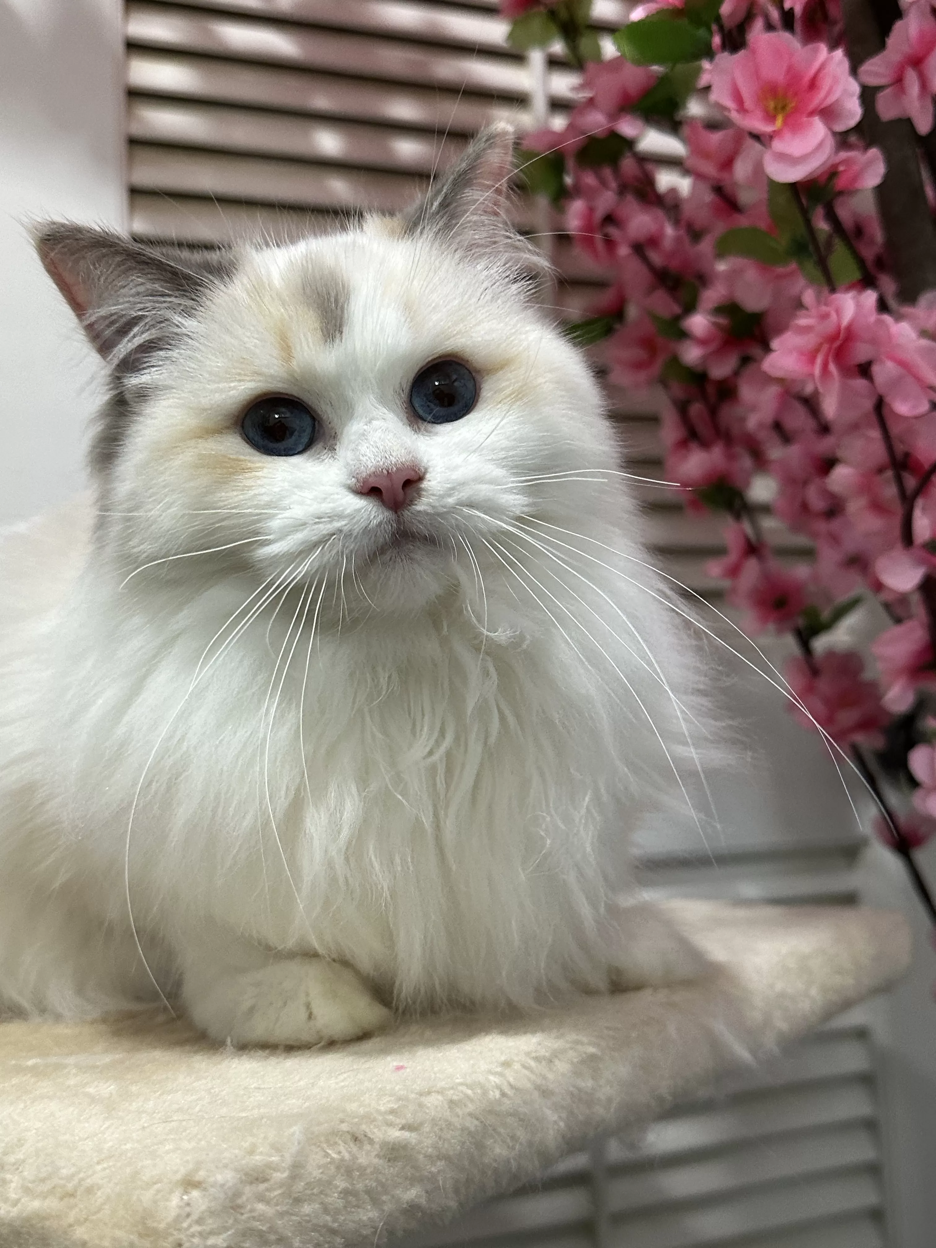 queens gallery image