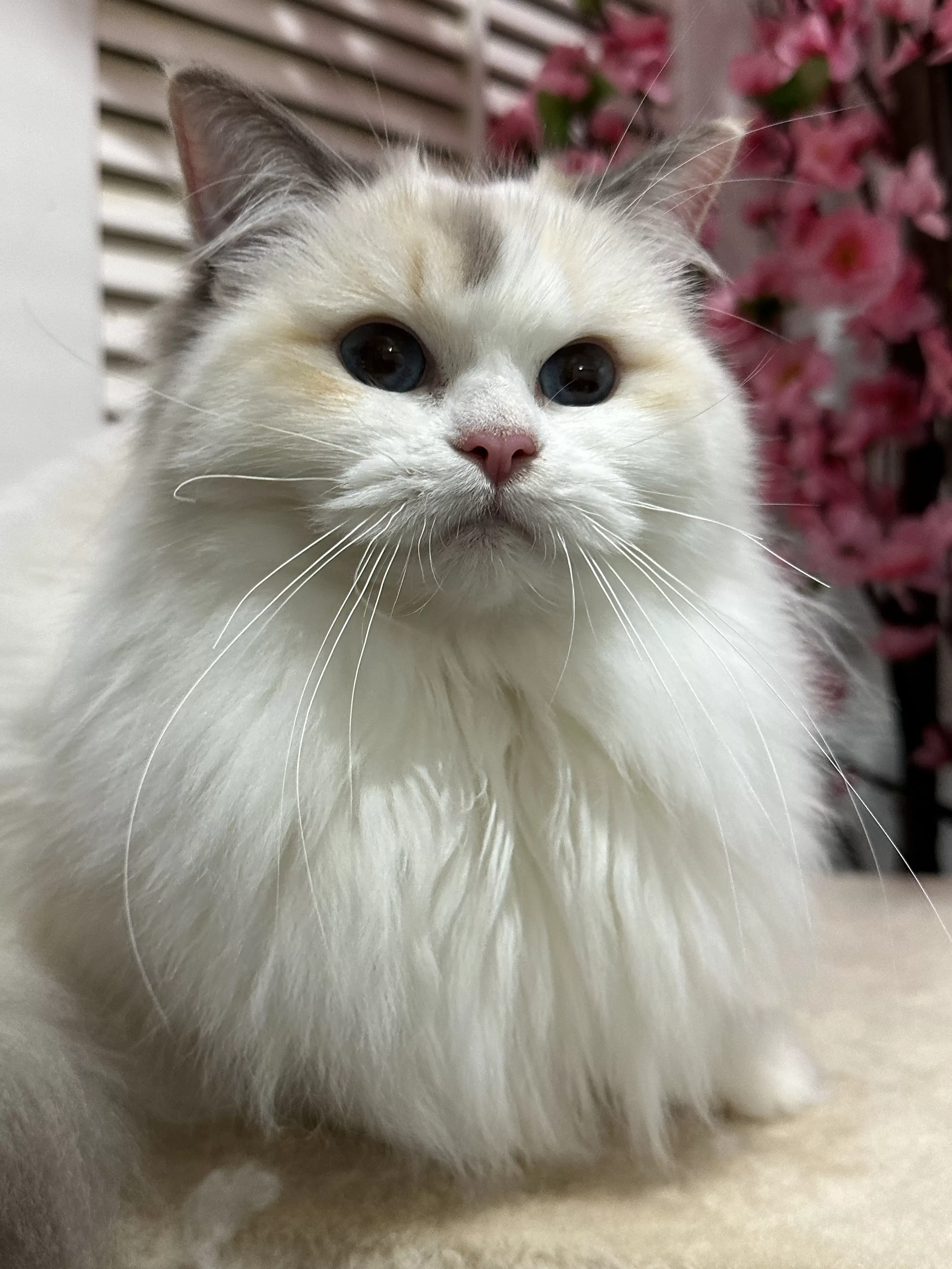 queens gallery image