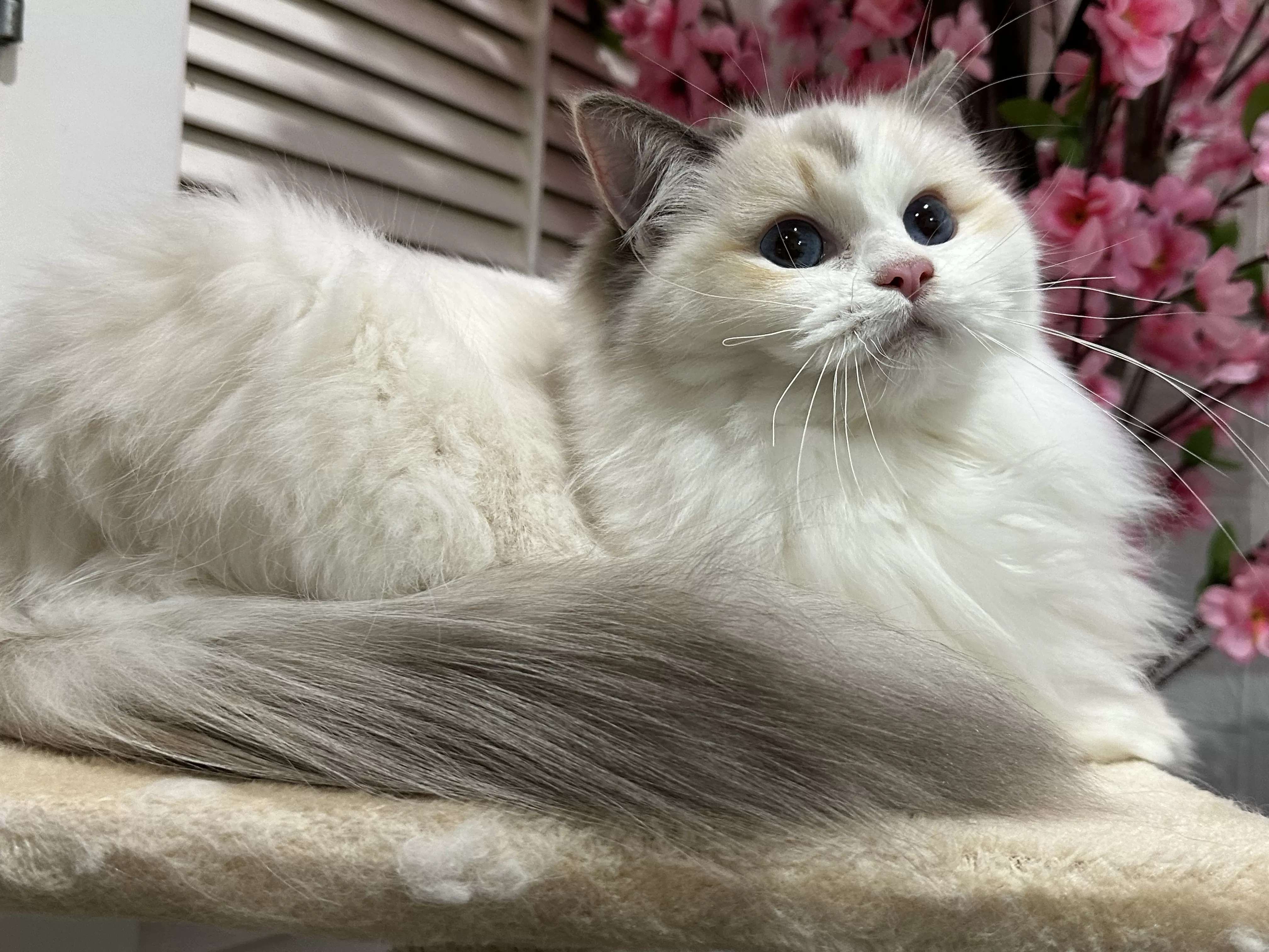 queens gallery image