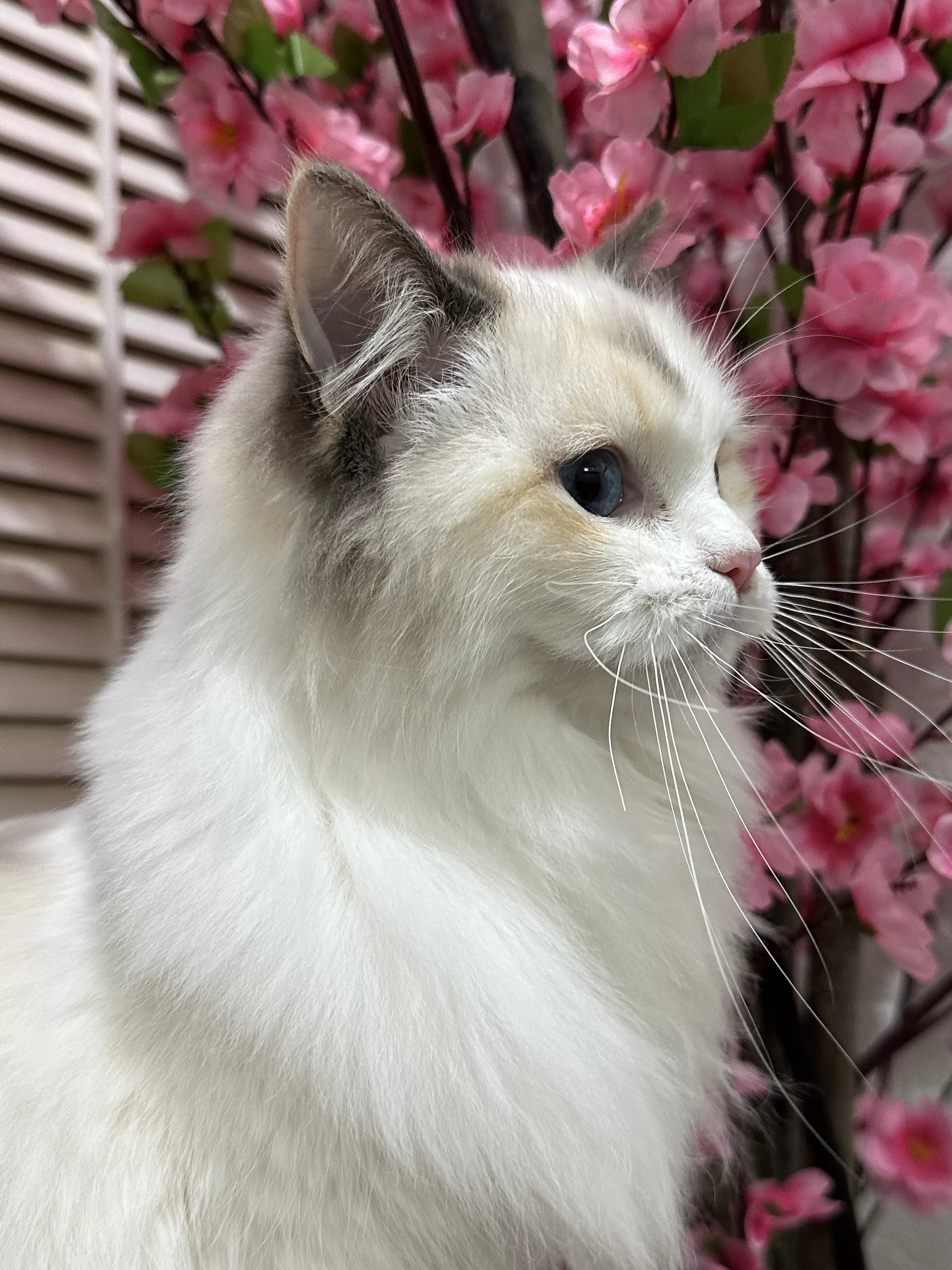 queens gallery image