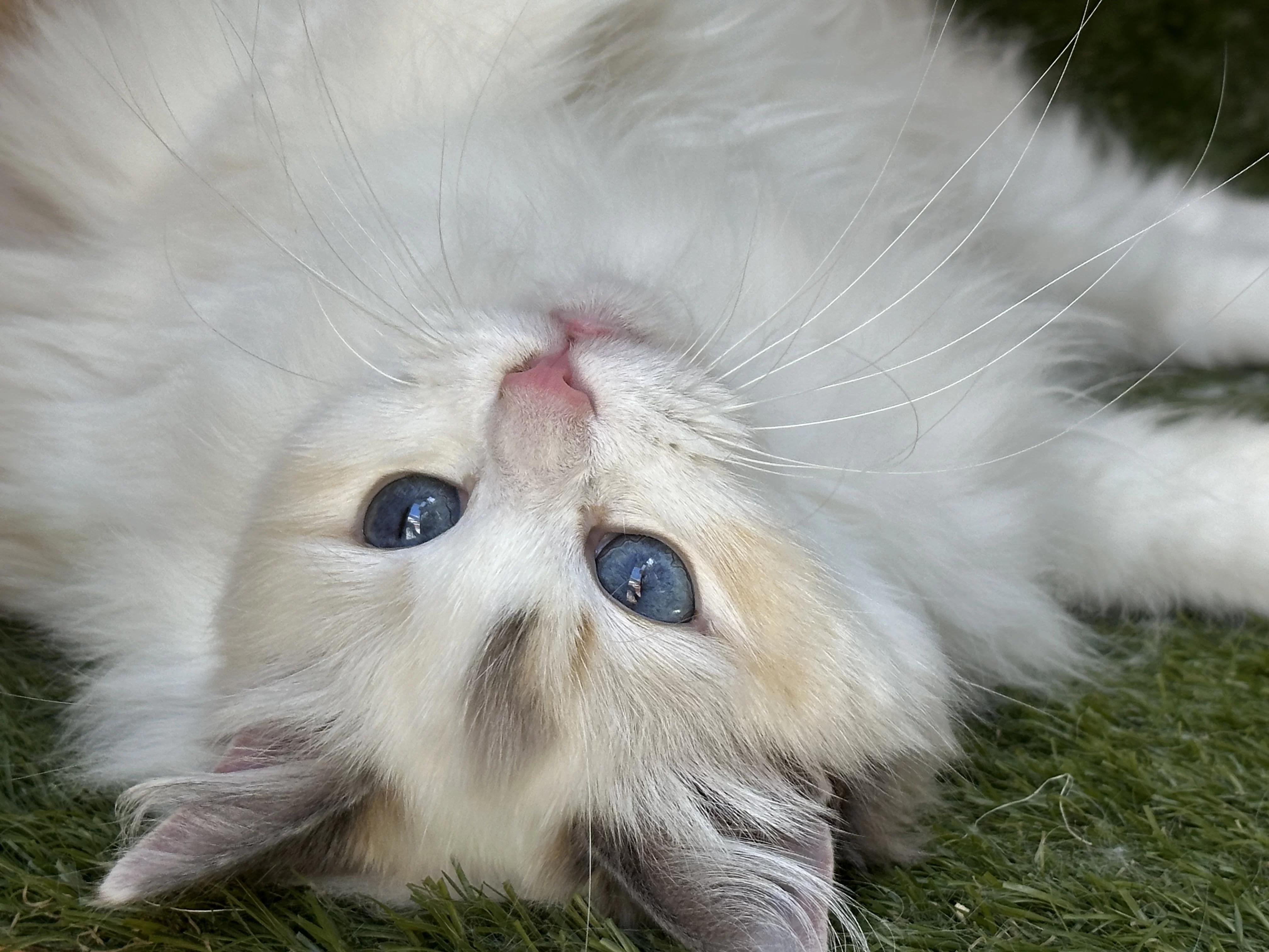 queens gallery image