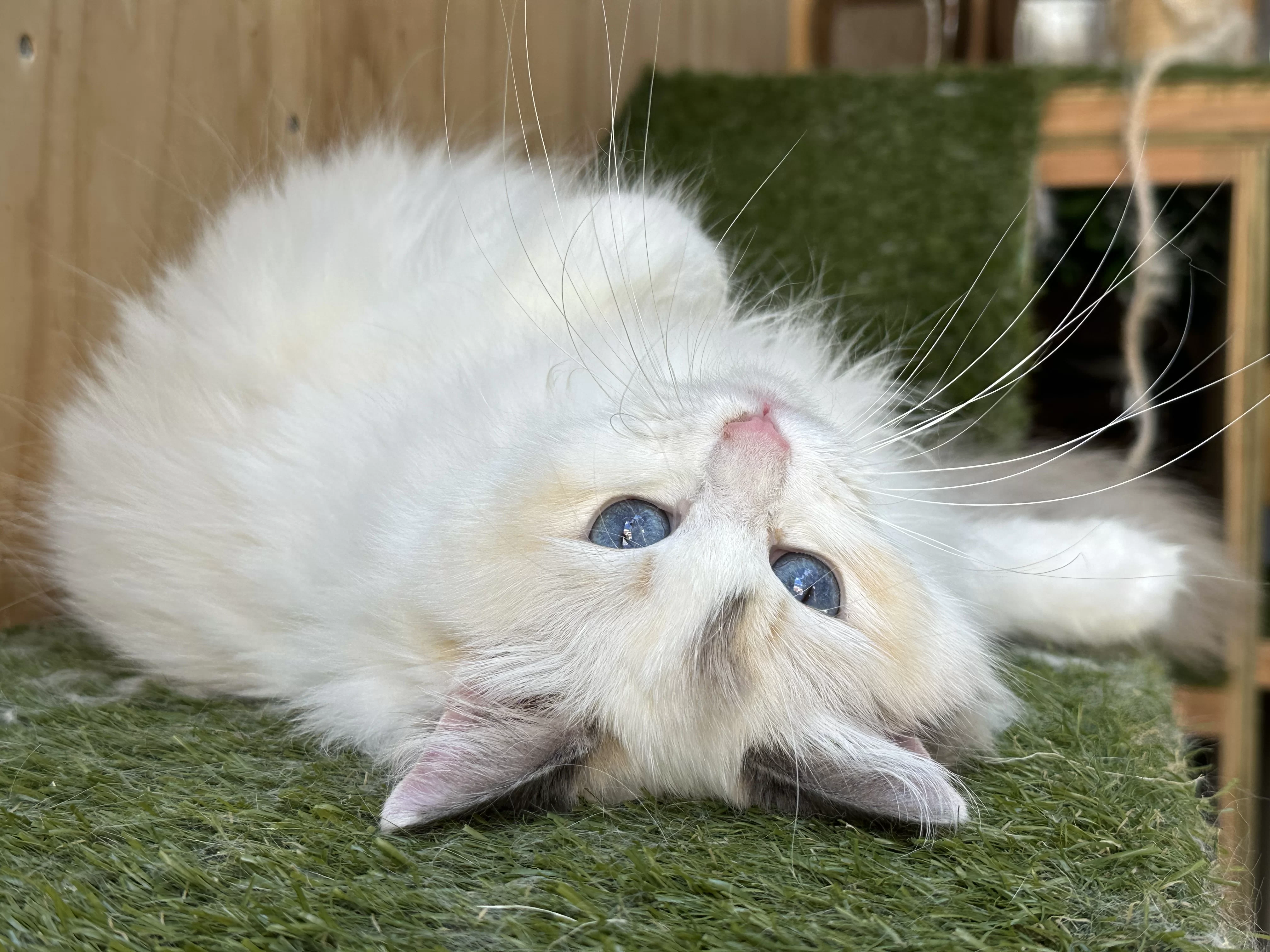 queens gallery image