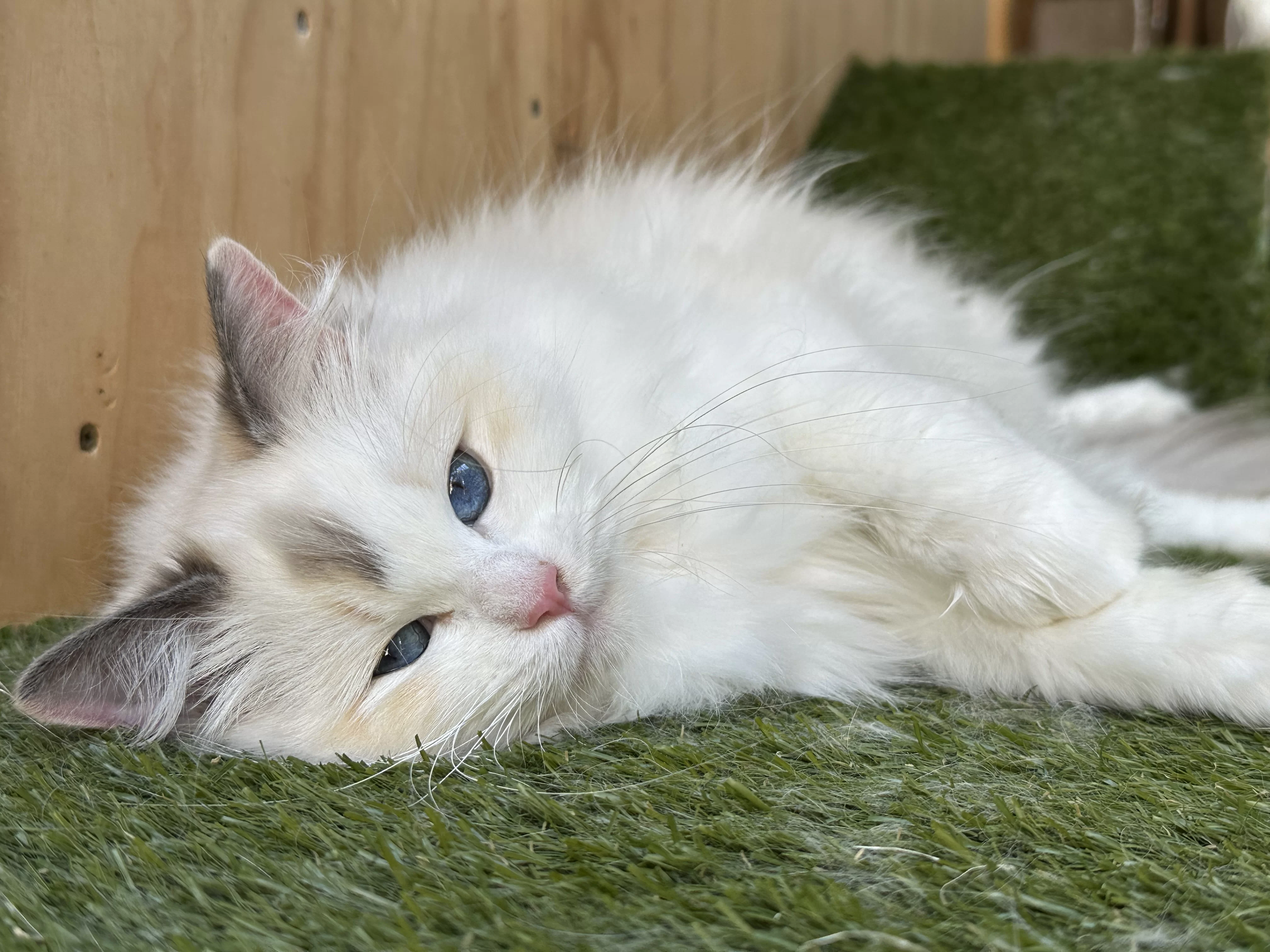 queens gallery image