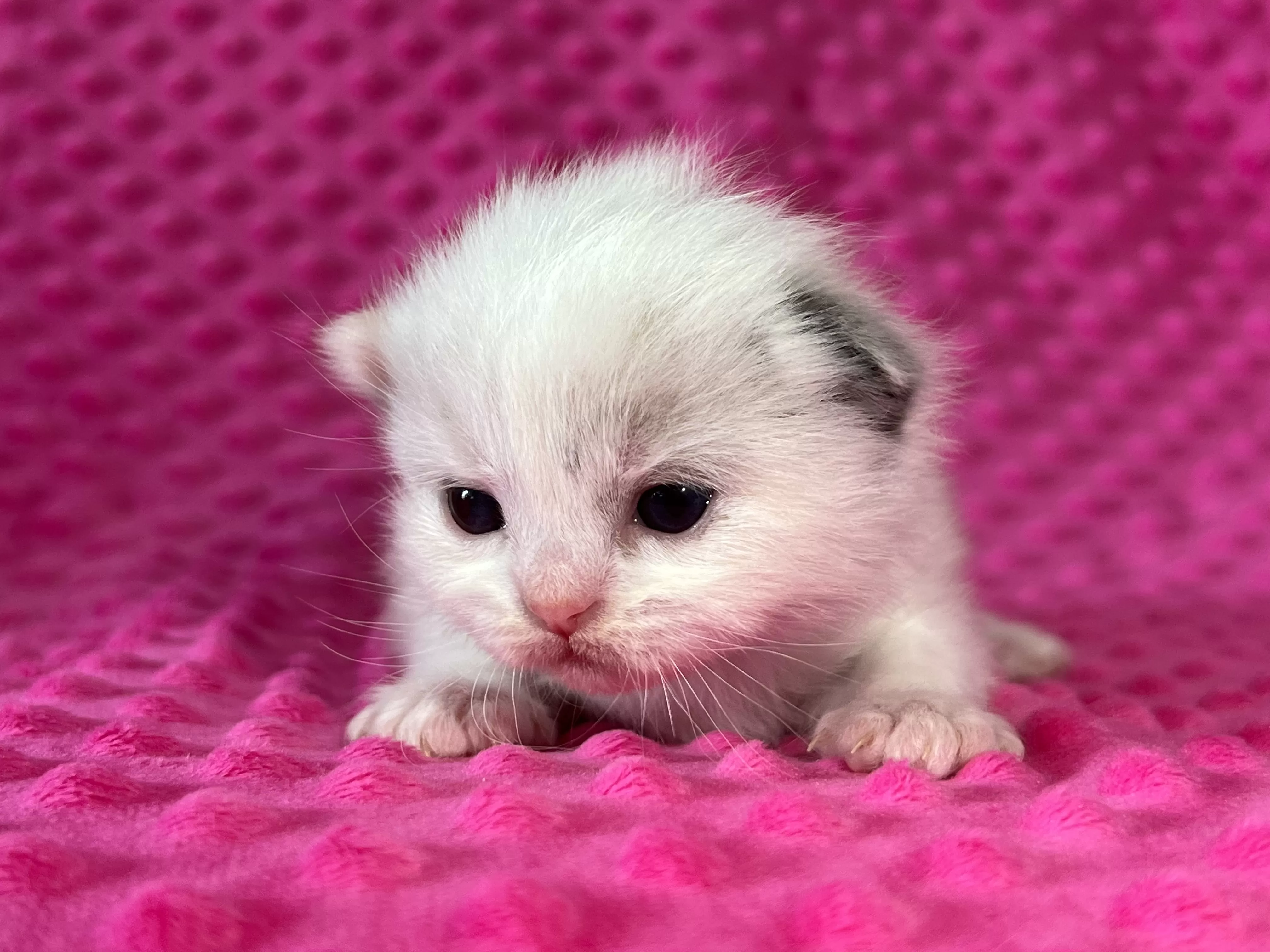 queens gallery image