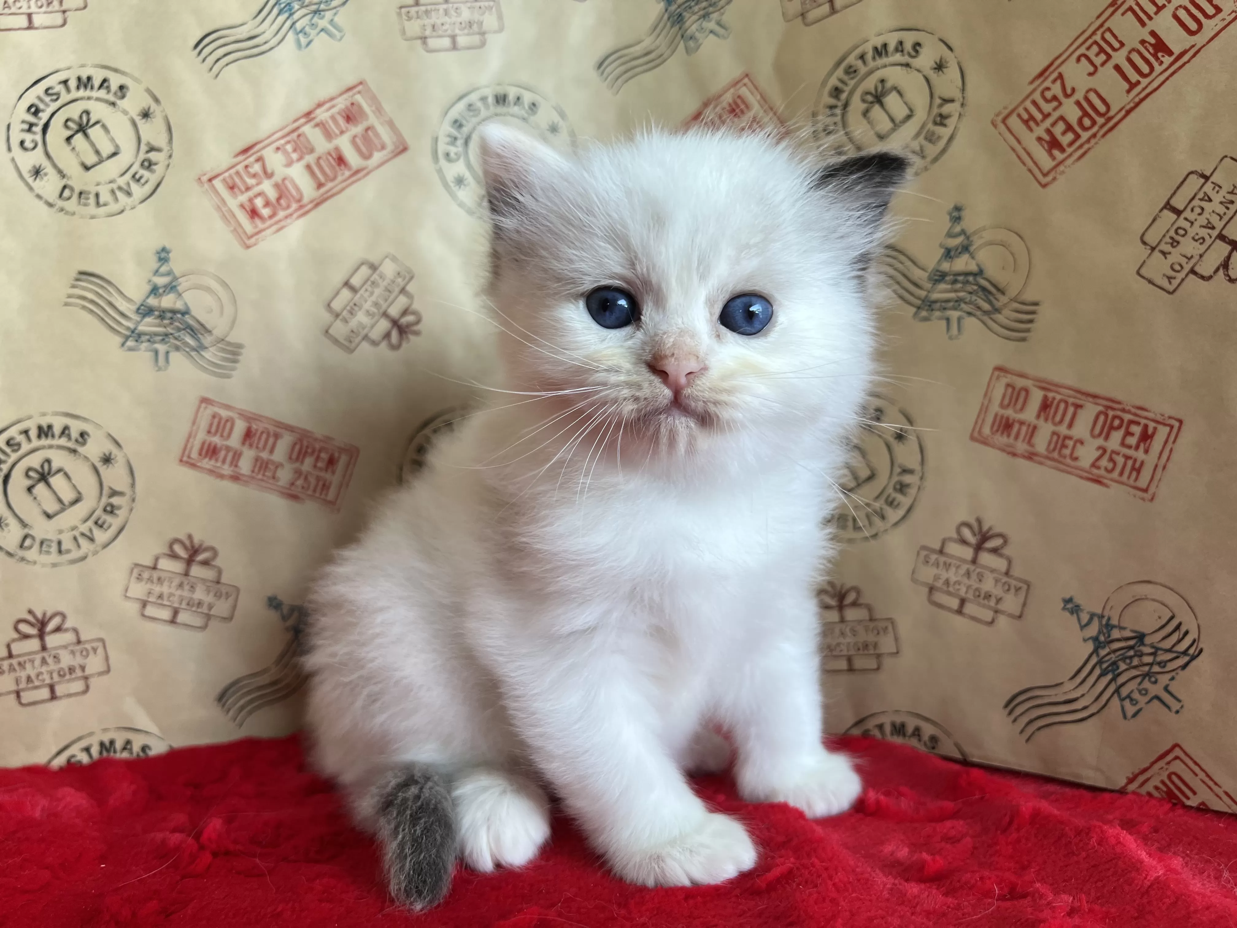 queens gallery image