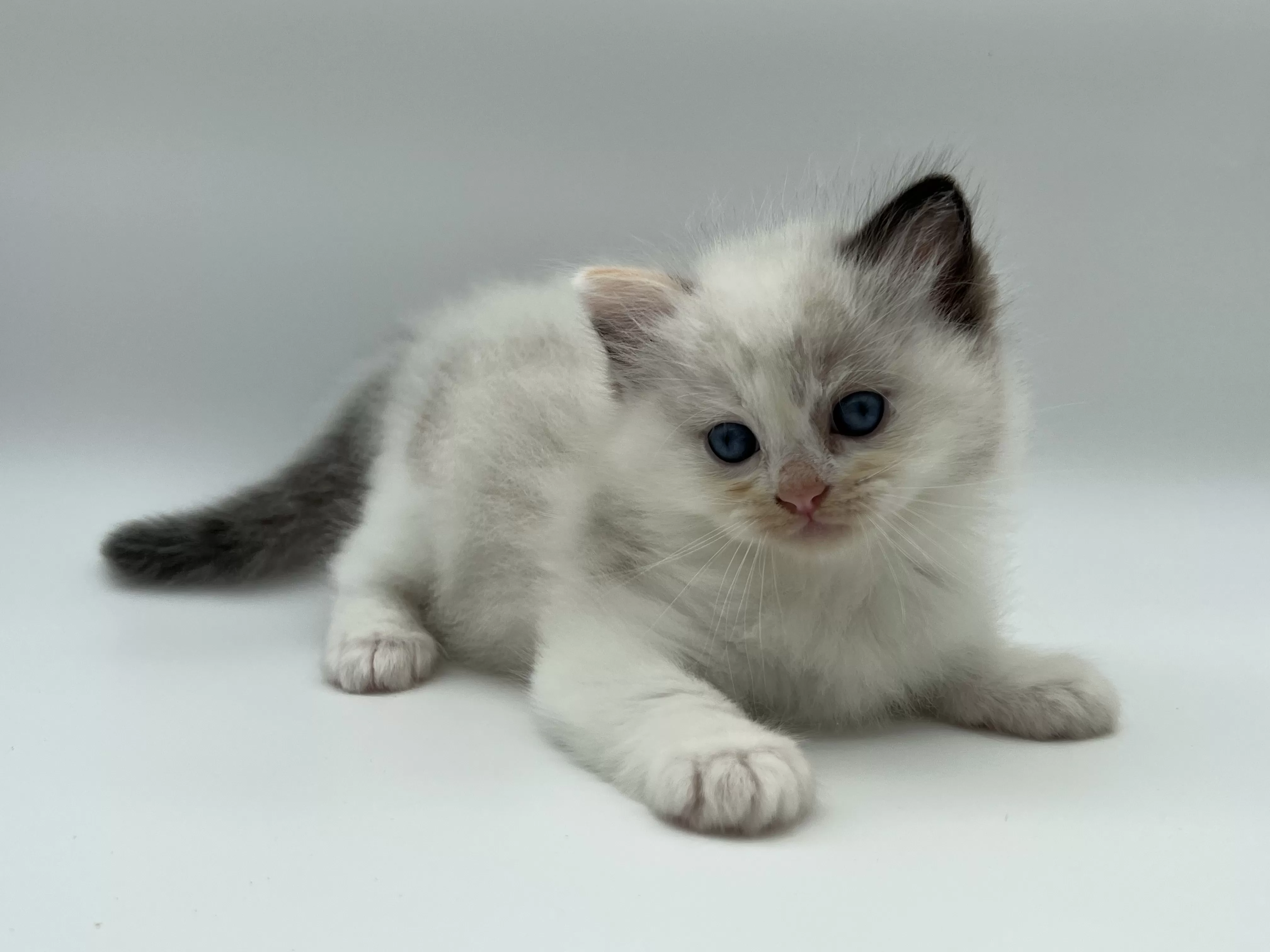 queens gallery image