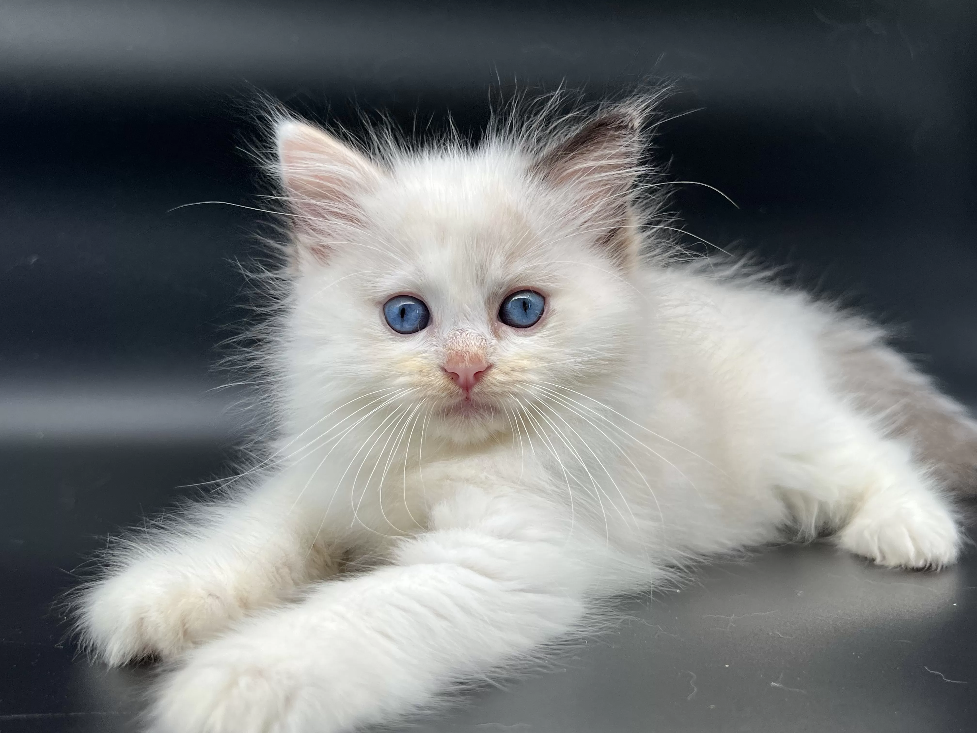 queens gallery image