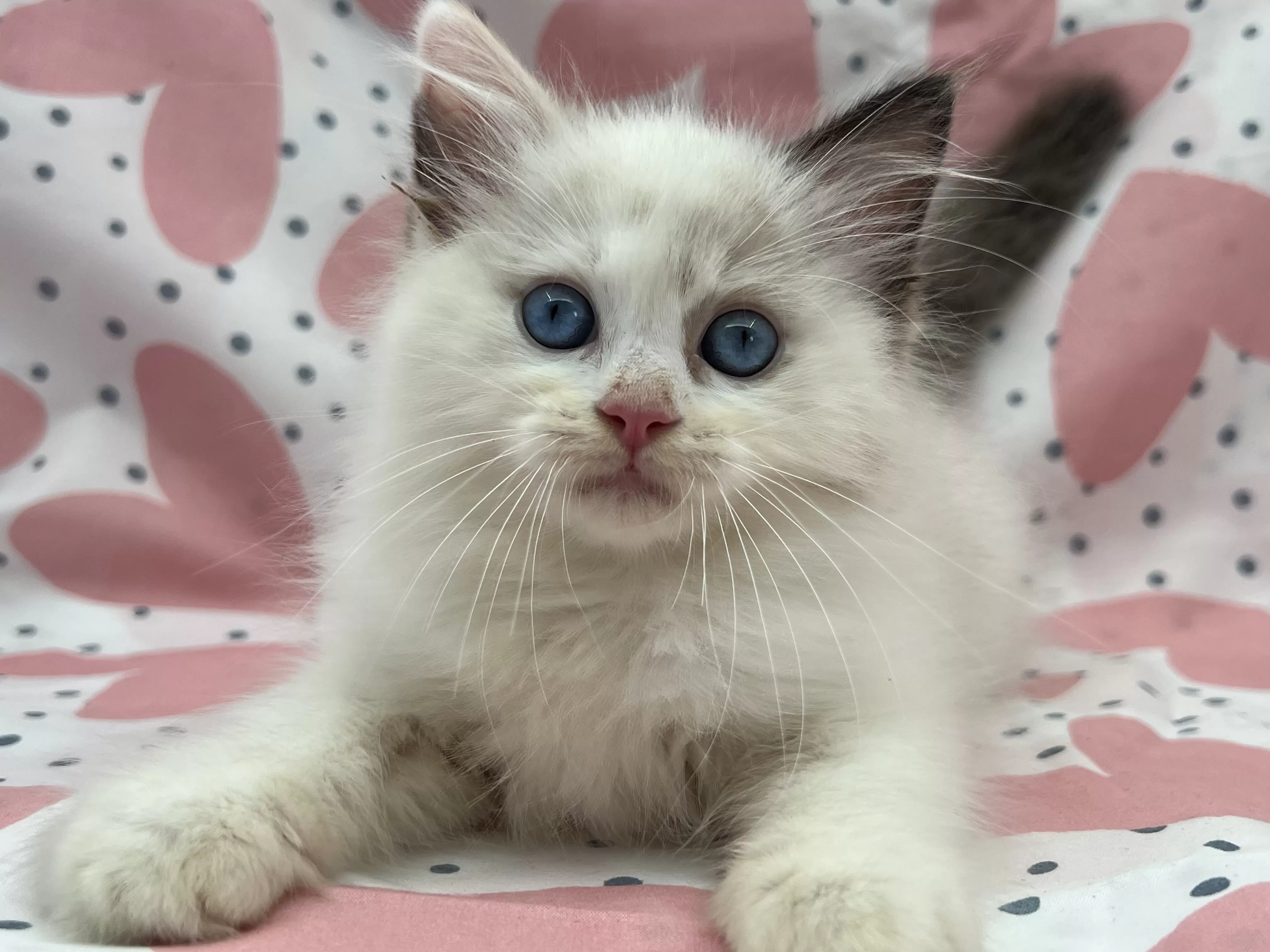 queens gallery image