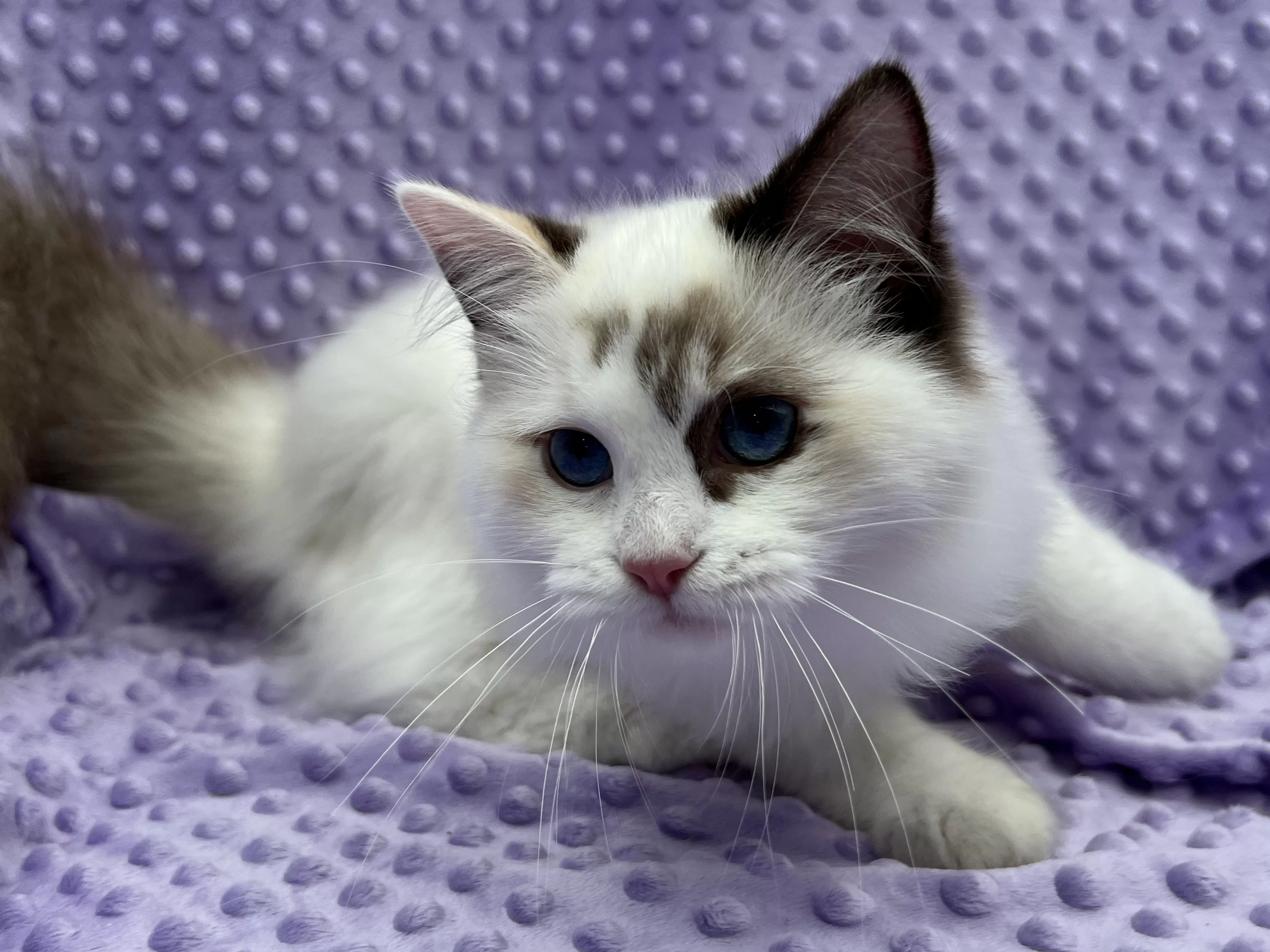 queens gallery image