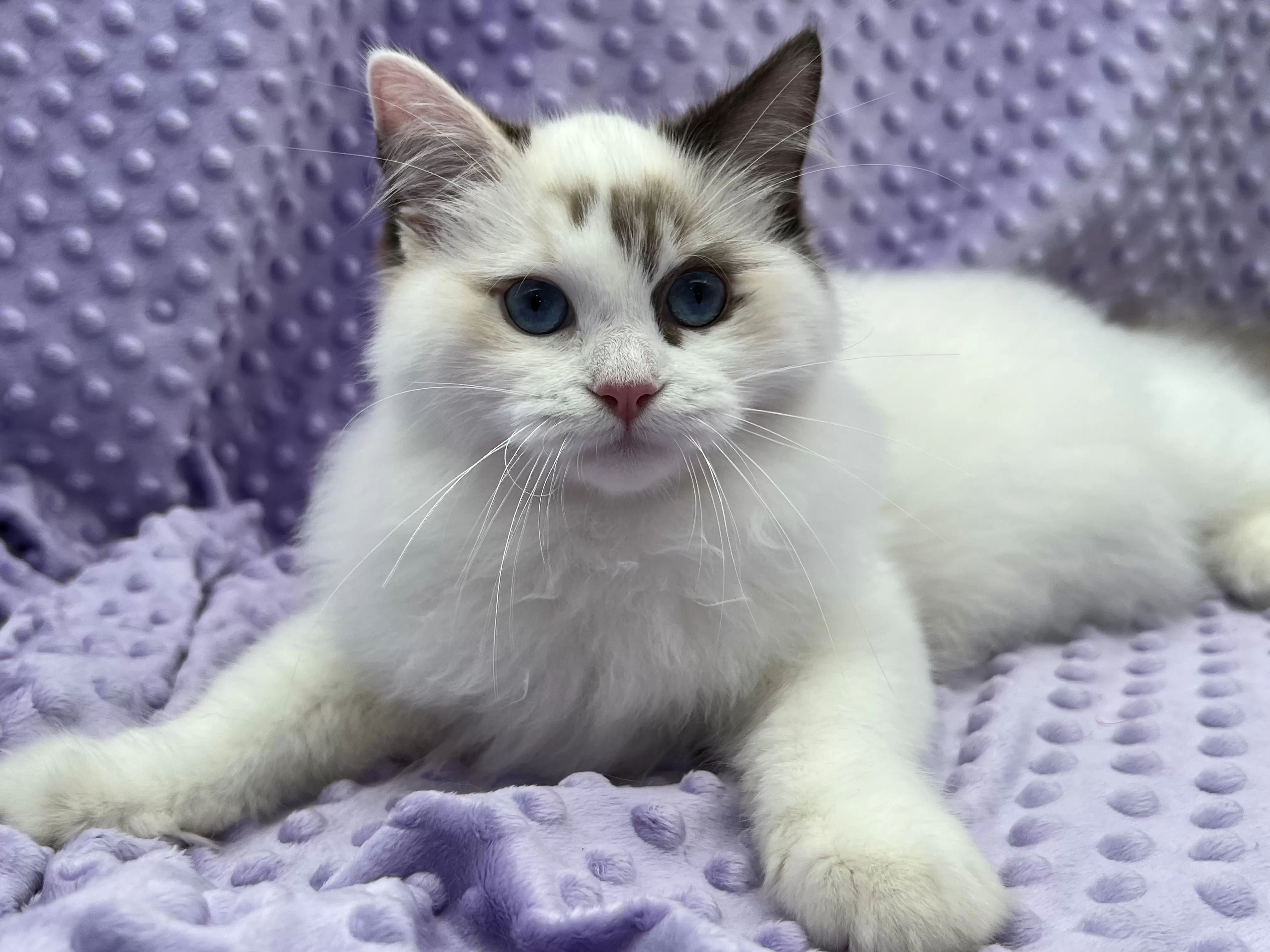 queens gallery image