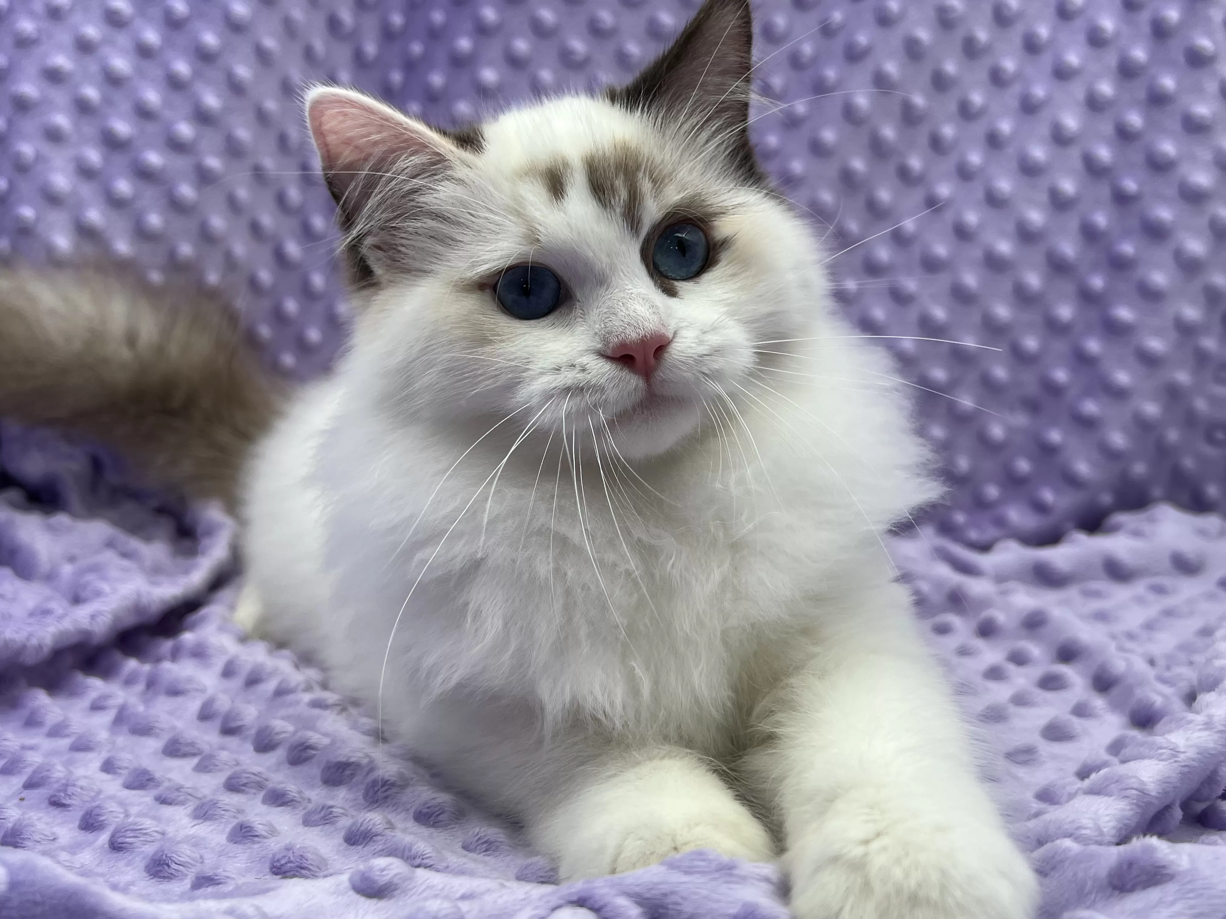 queens gallery image