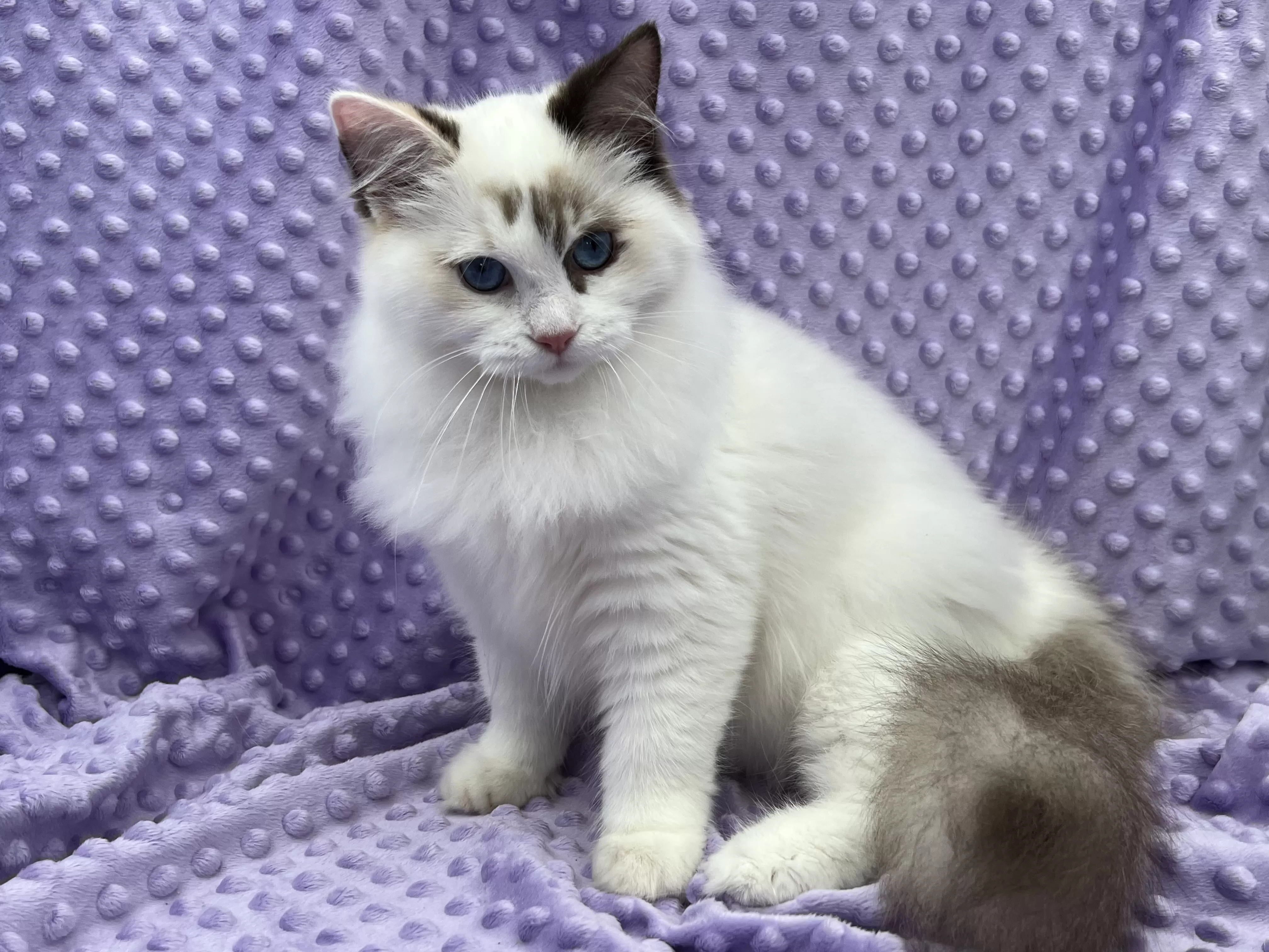 queens gallery image