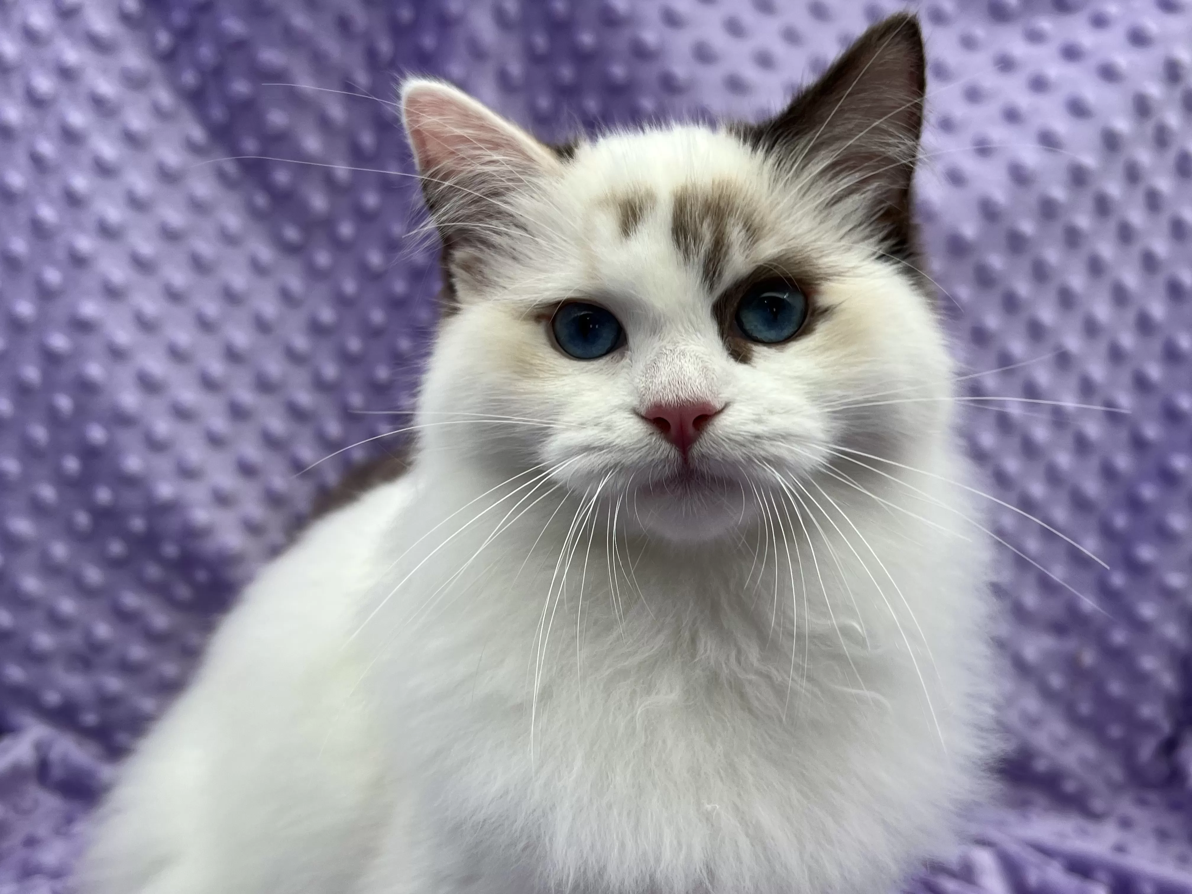 queens gallery image