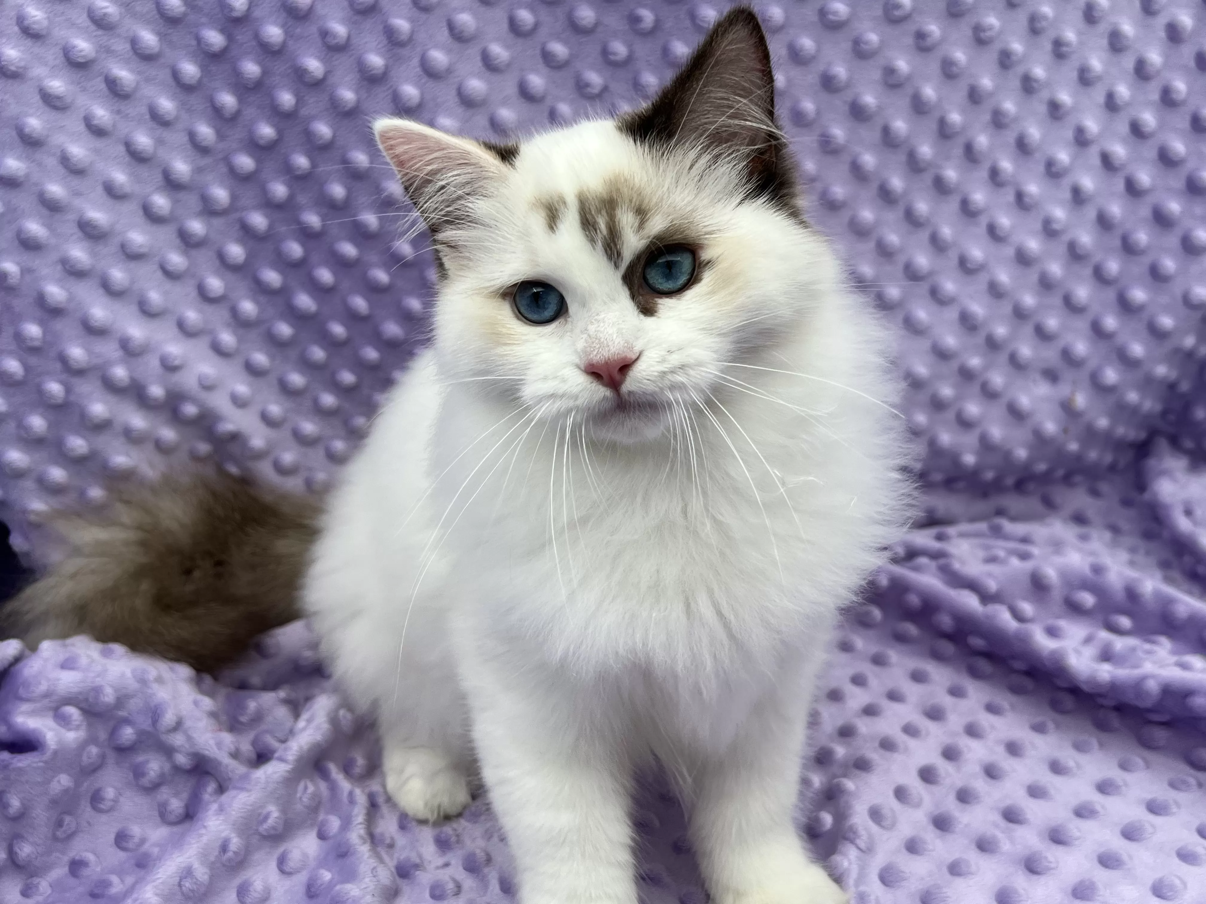 queens gallery image