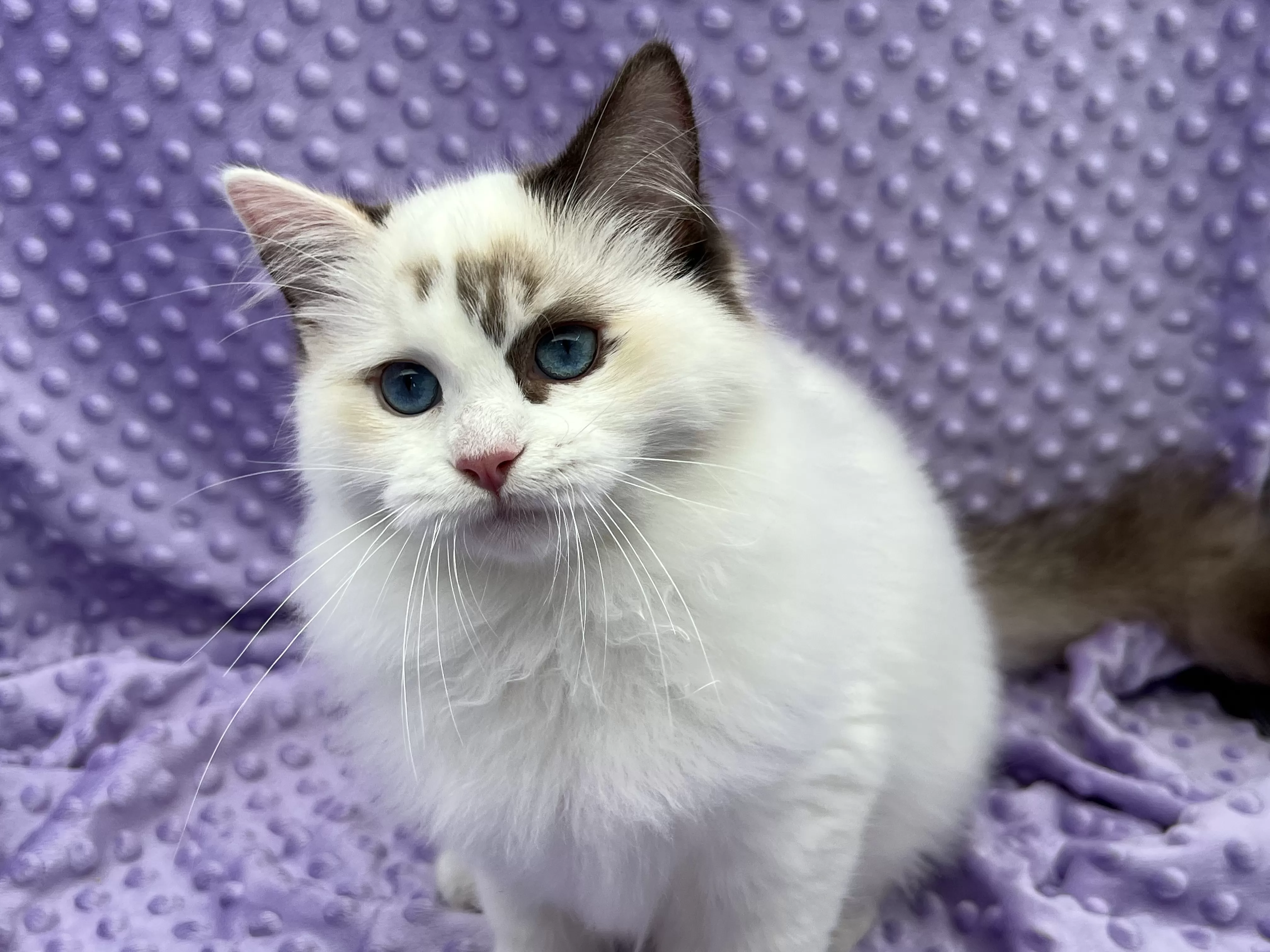 queens gallery image