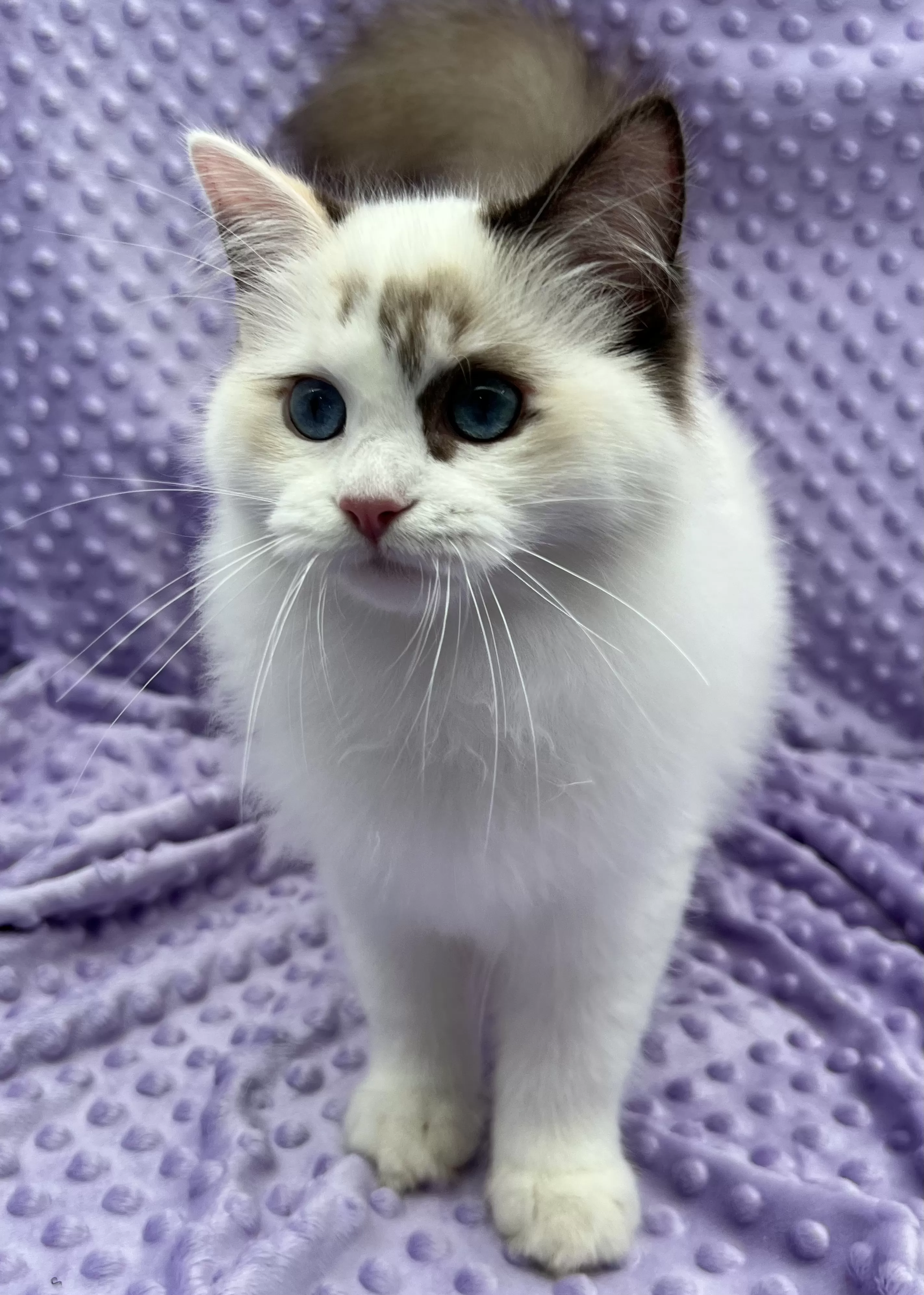 queens gallery image