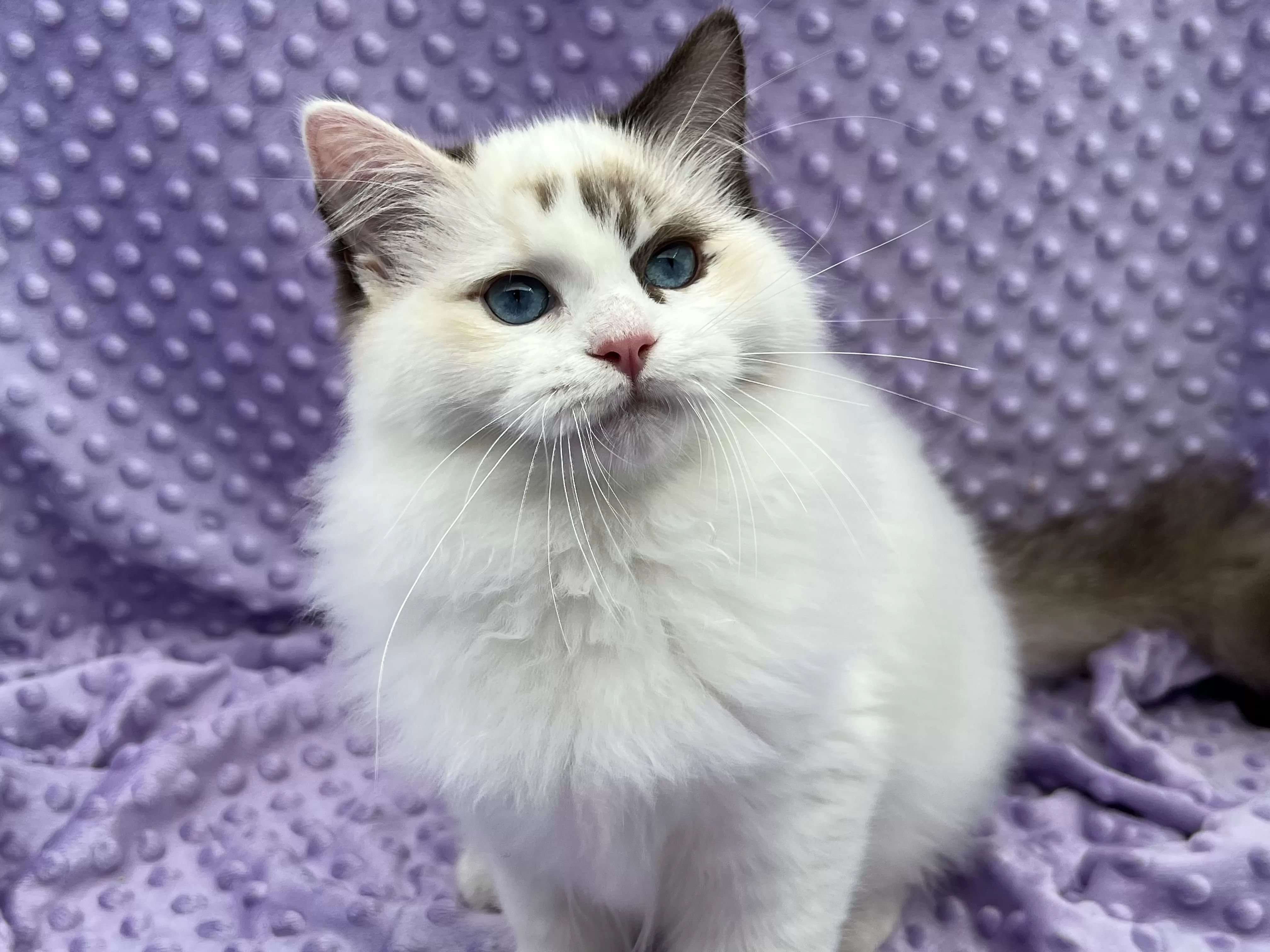 queens gallery image