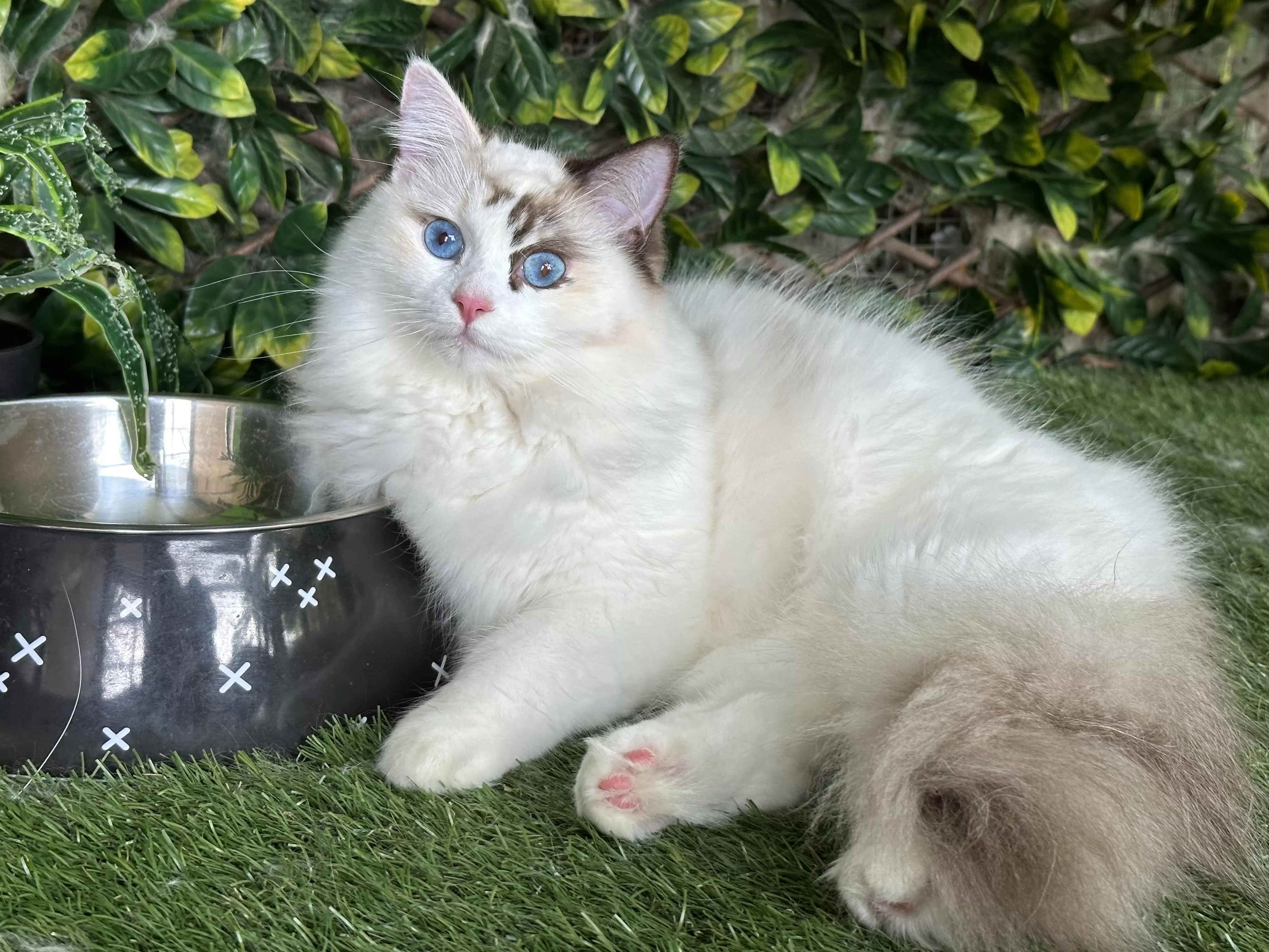 queens gallery image