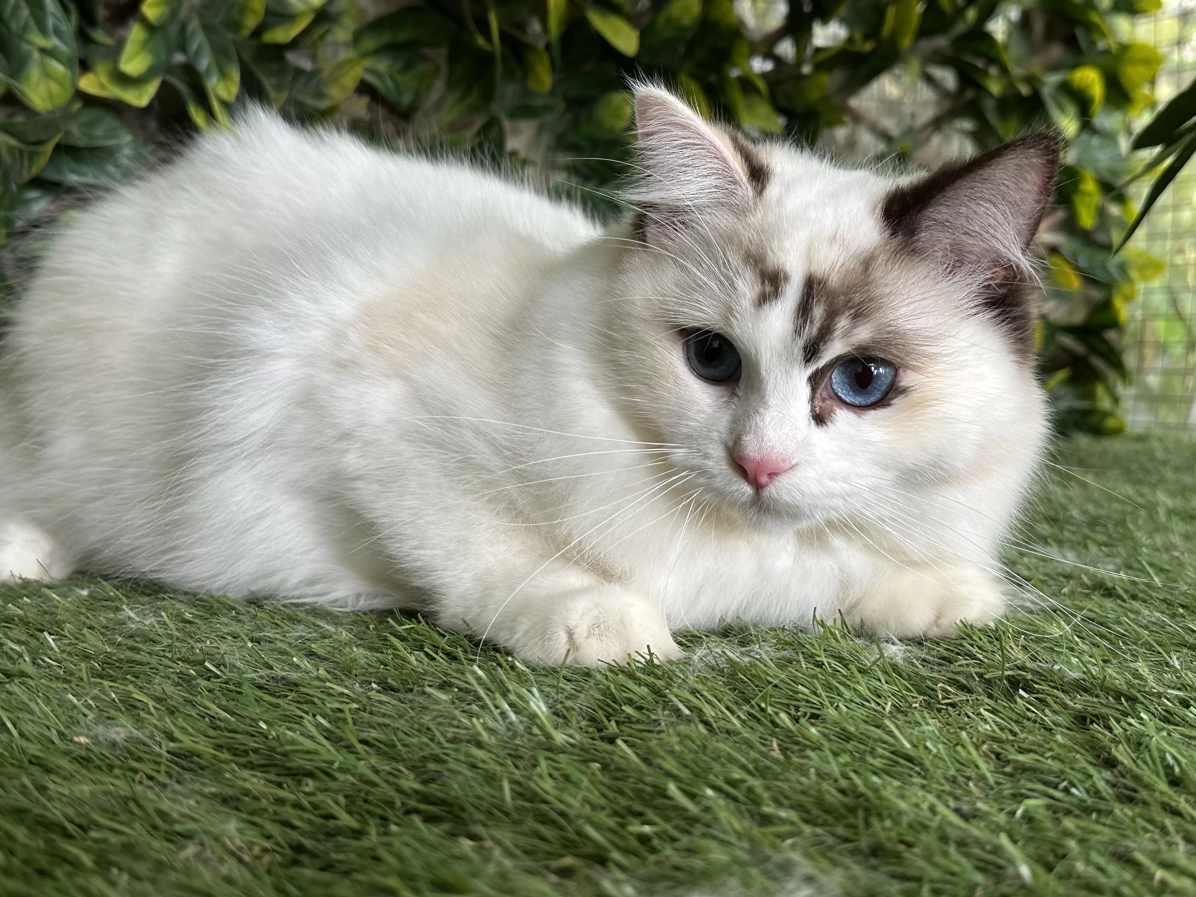 queens gallery image