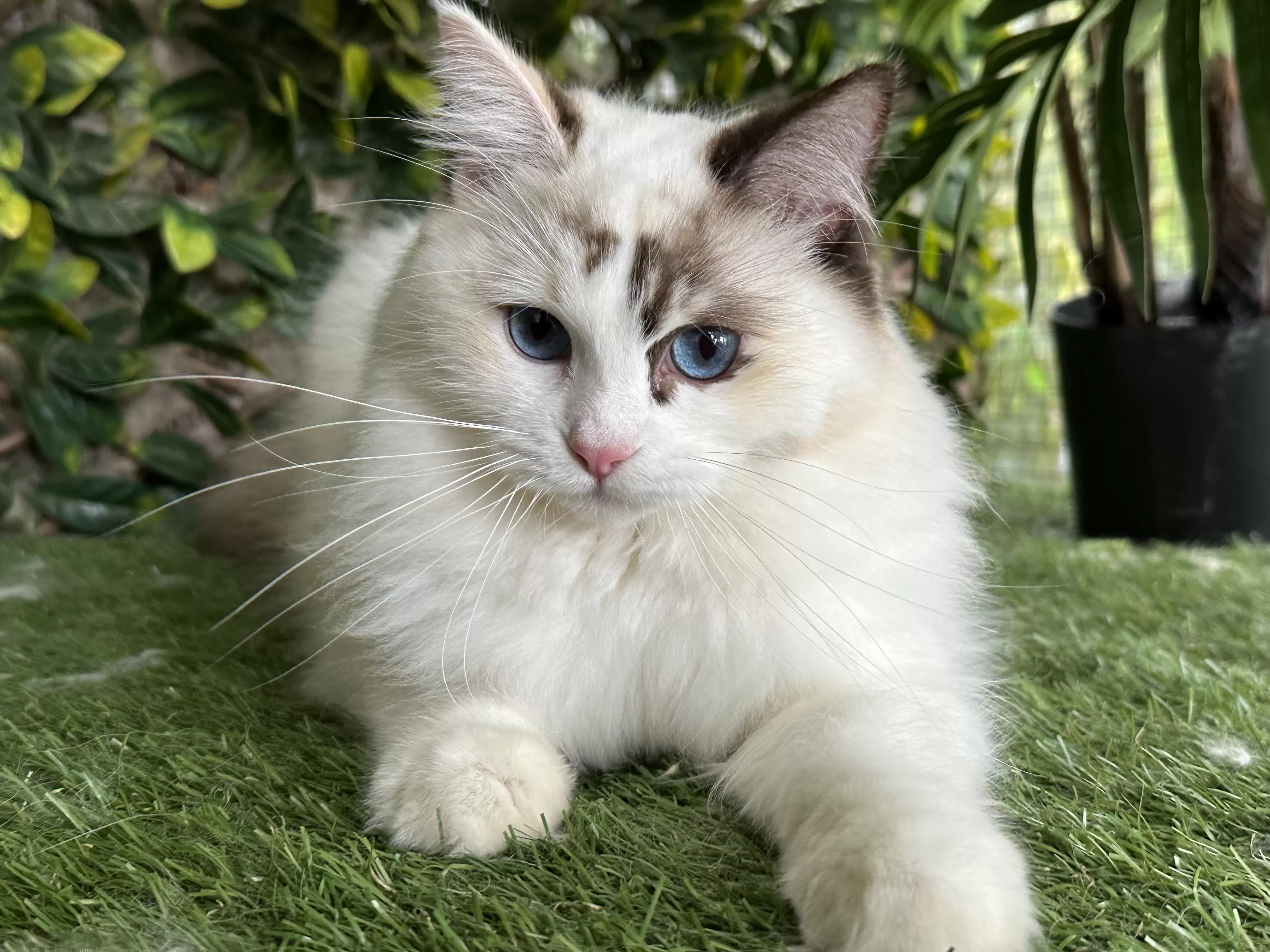 queens gallery image