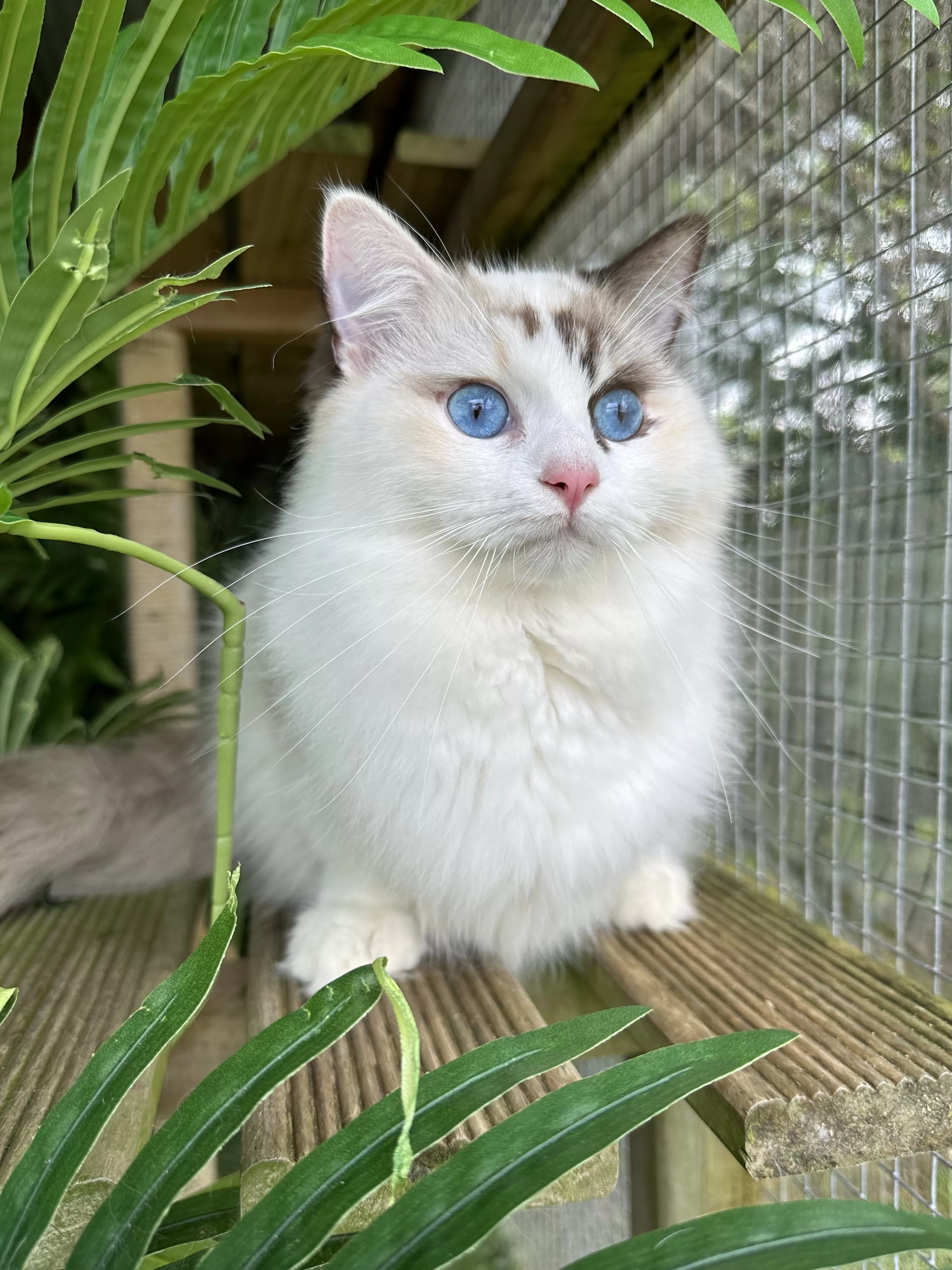 queens gallery image