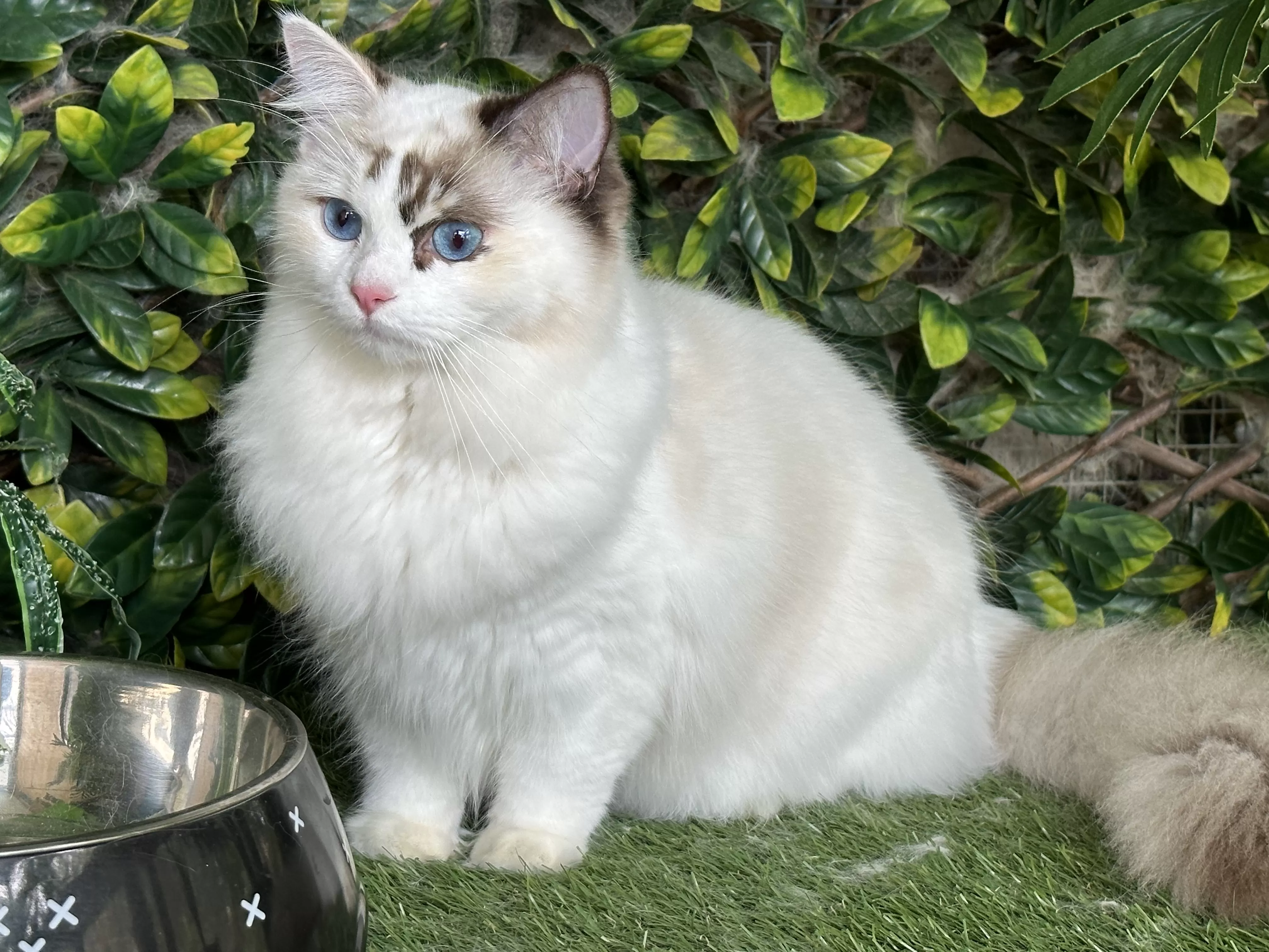 queens gallery image