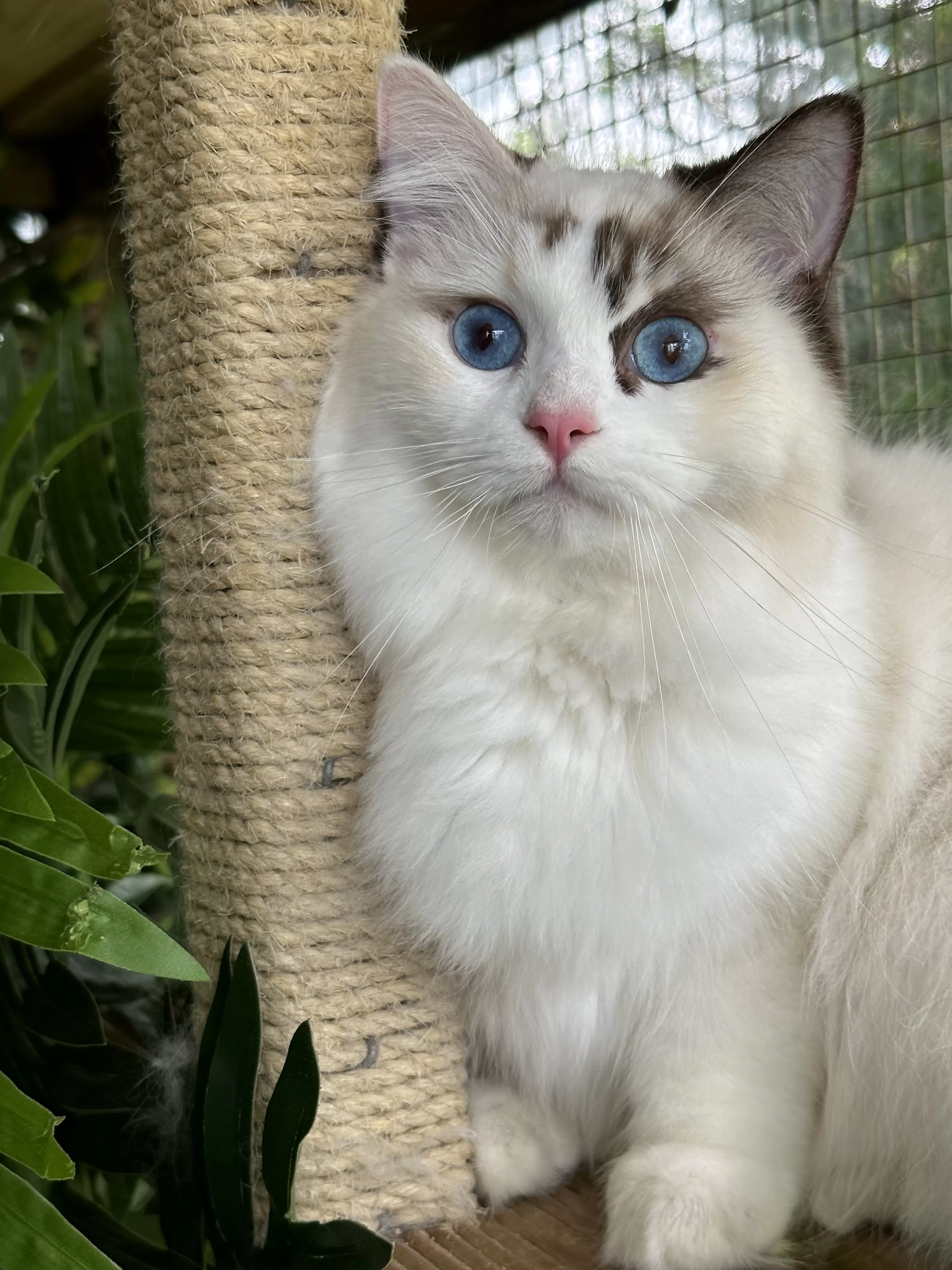 queens gallery image