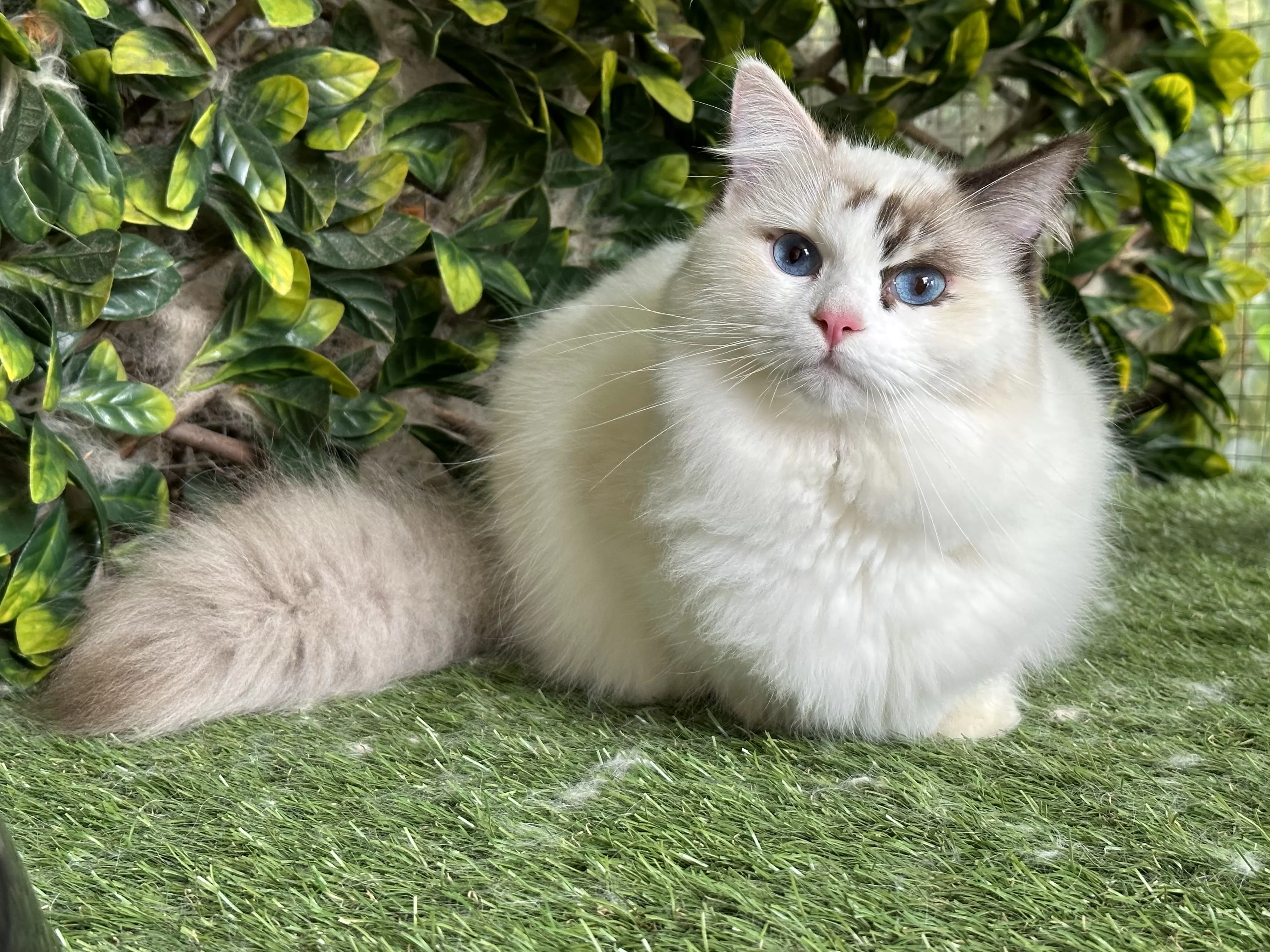 queens gallery image