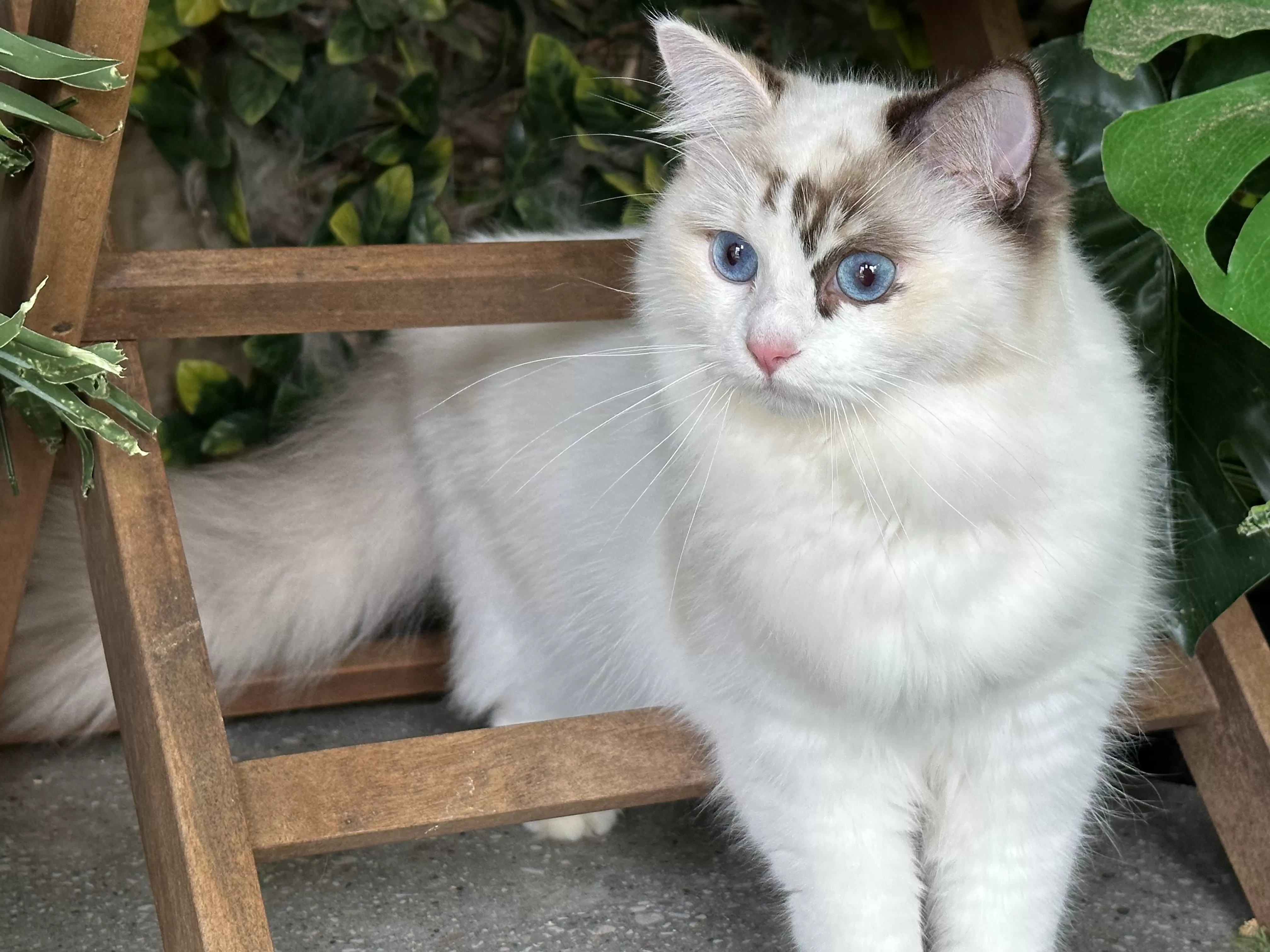 queens gallery image