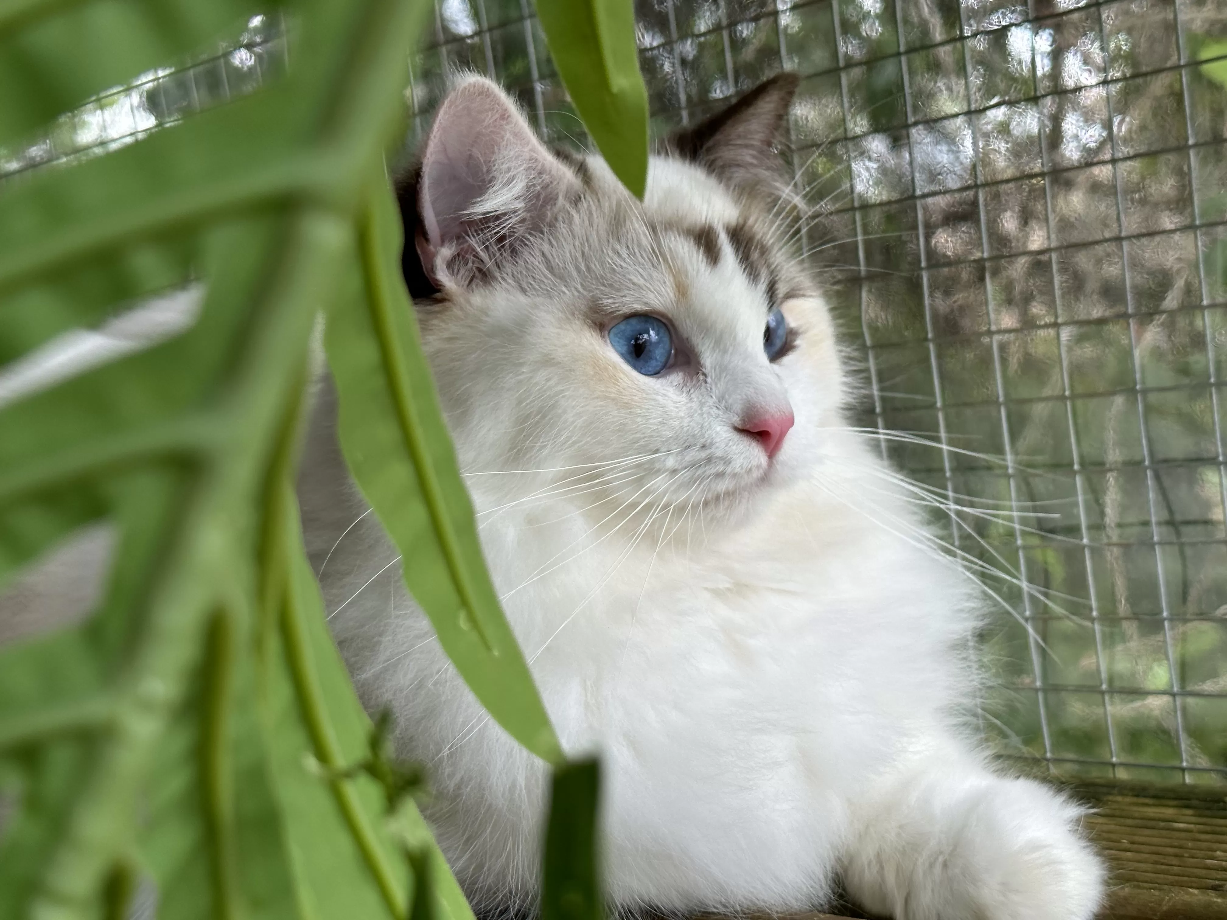 queens gallery image