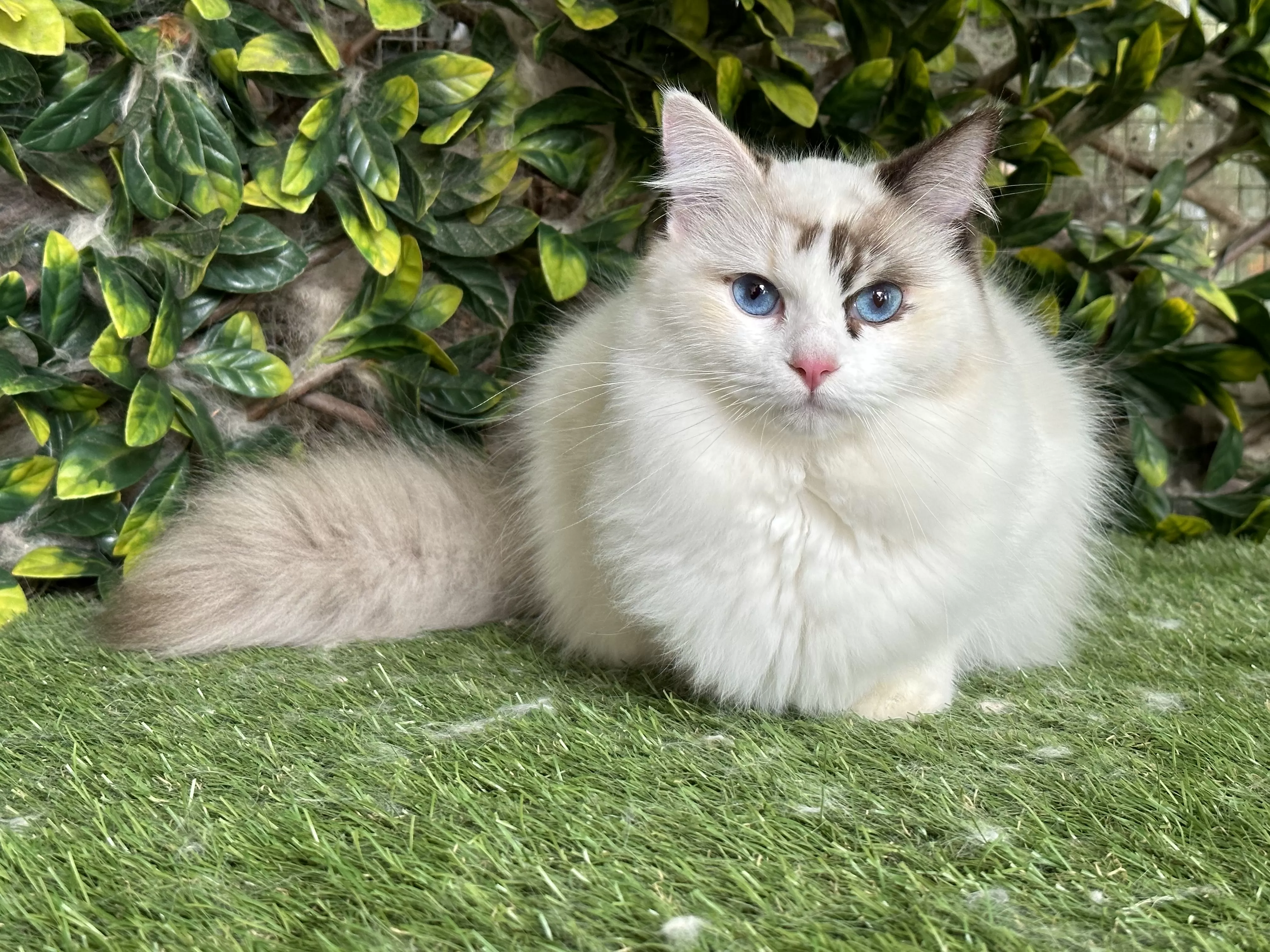 queens gallery image