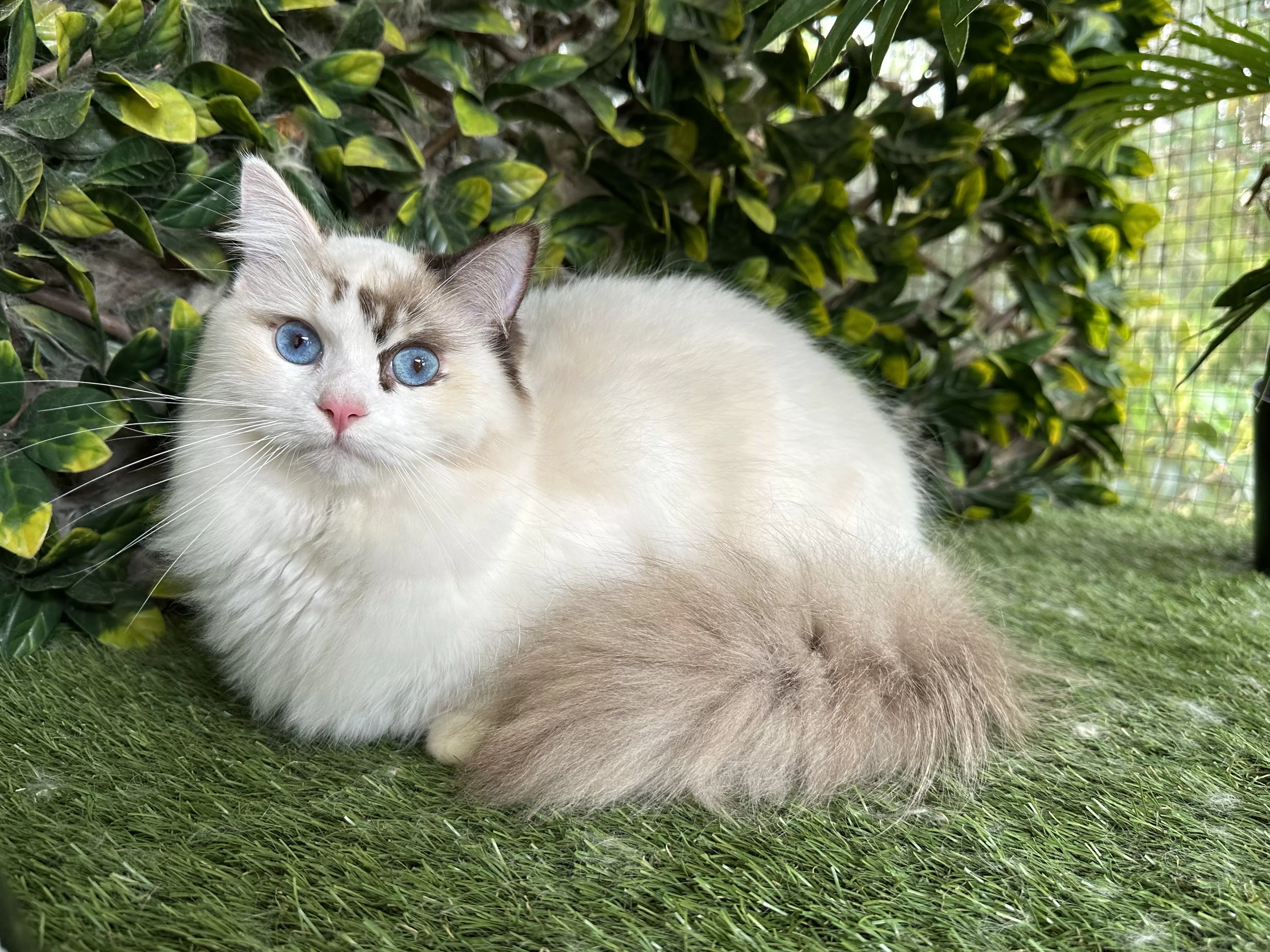 queens gallery image