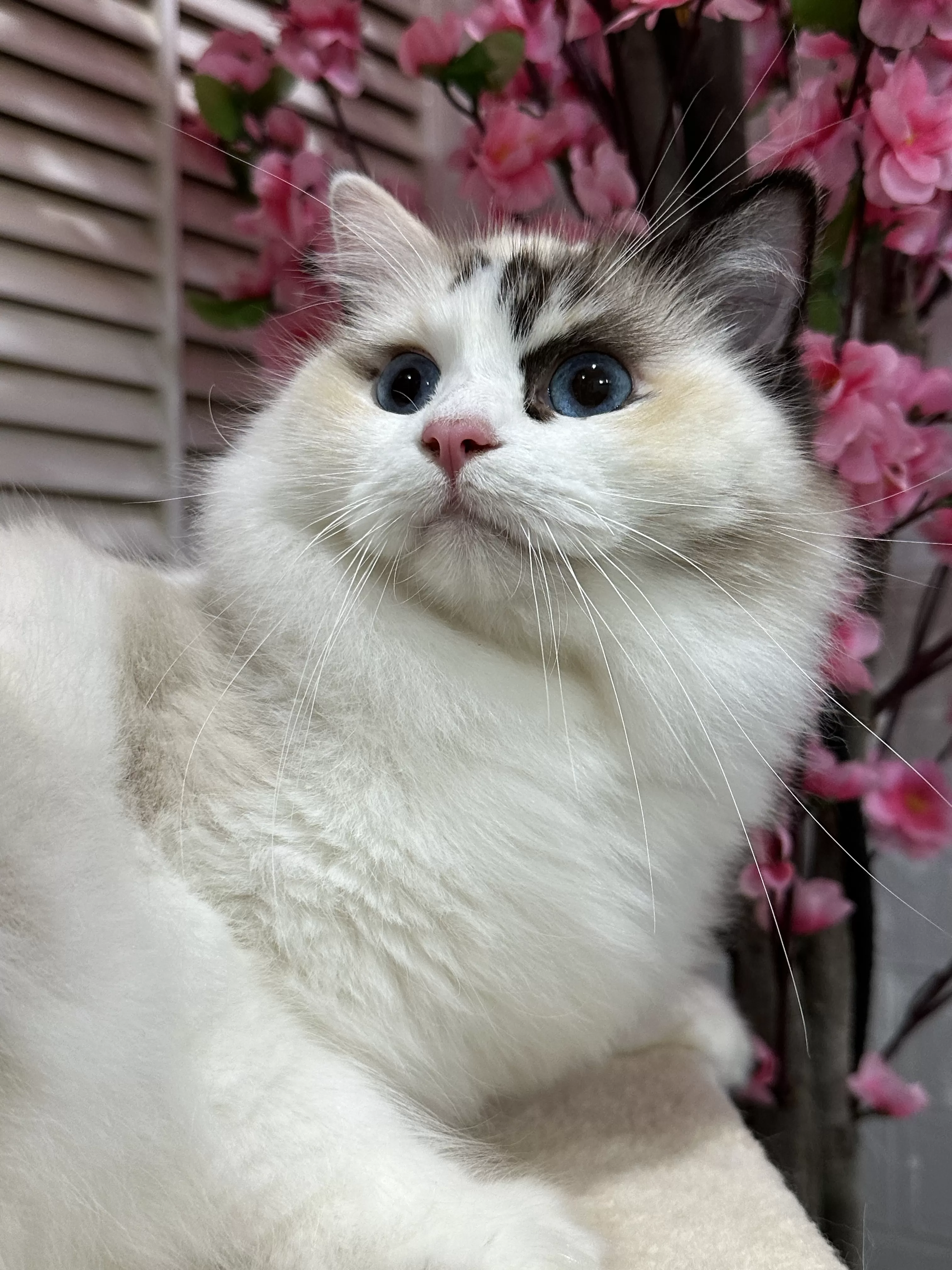 queens gallery image