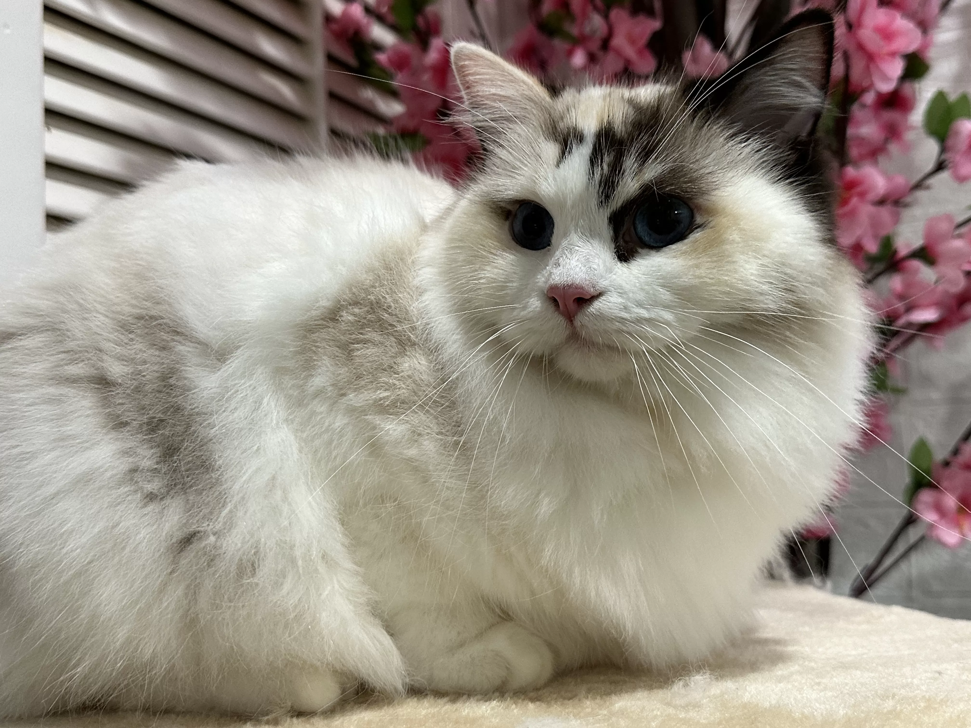 queens gallery image