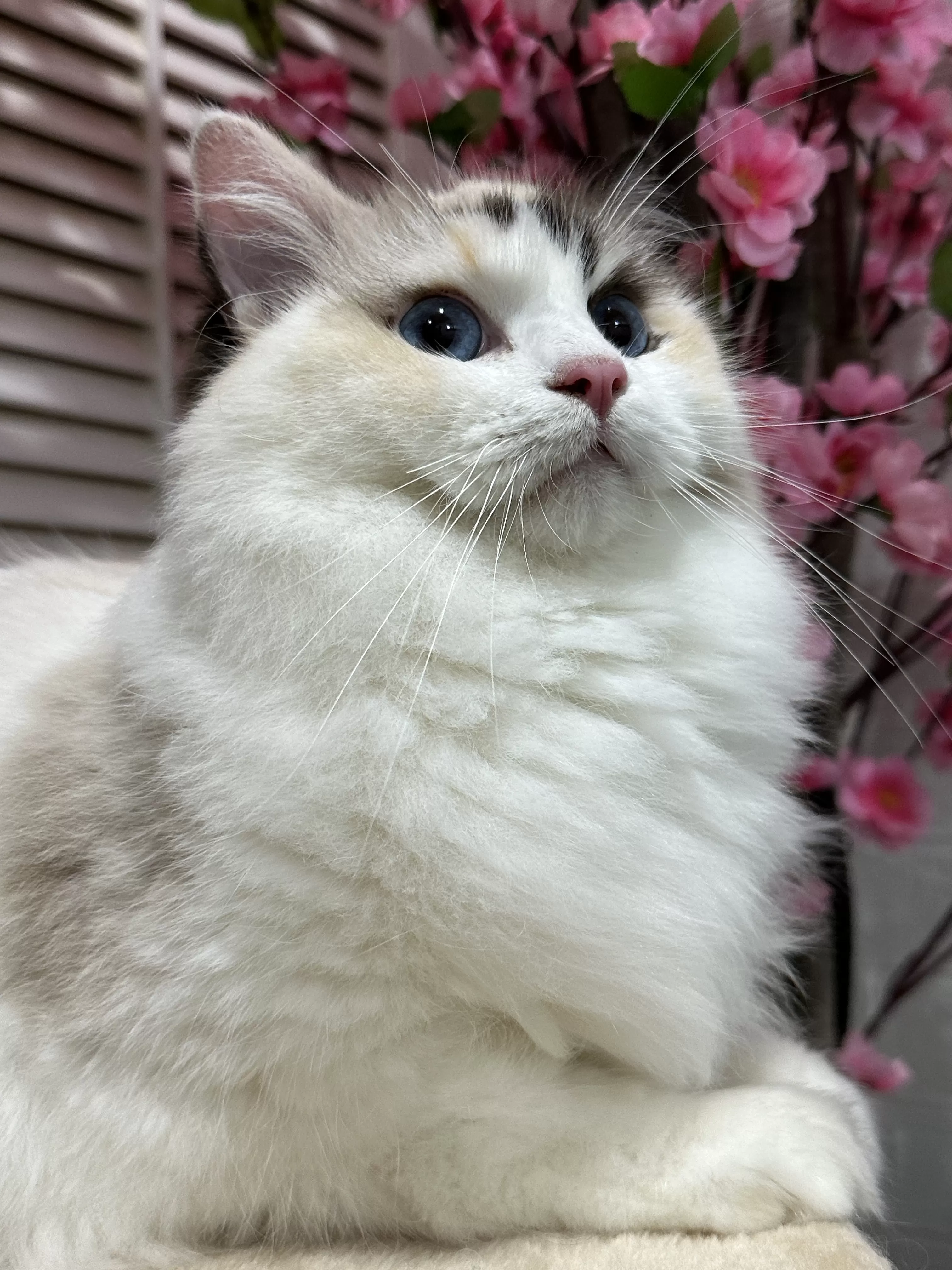 queens gallery image