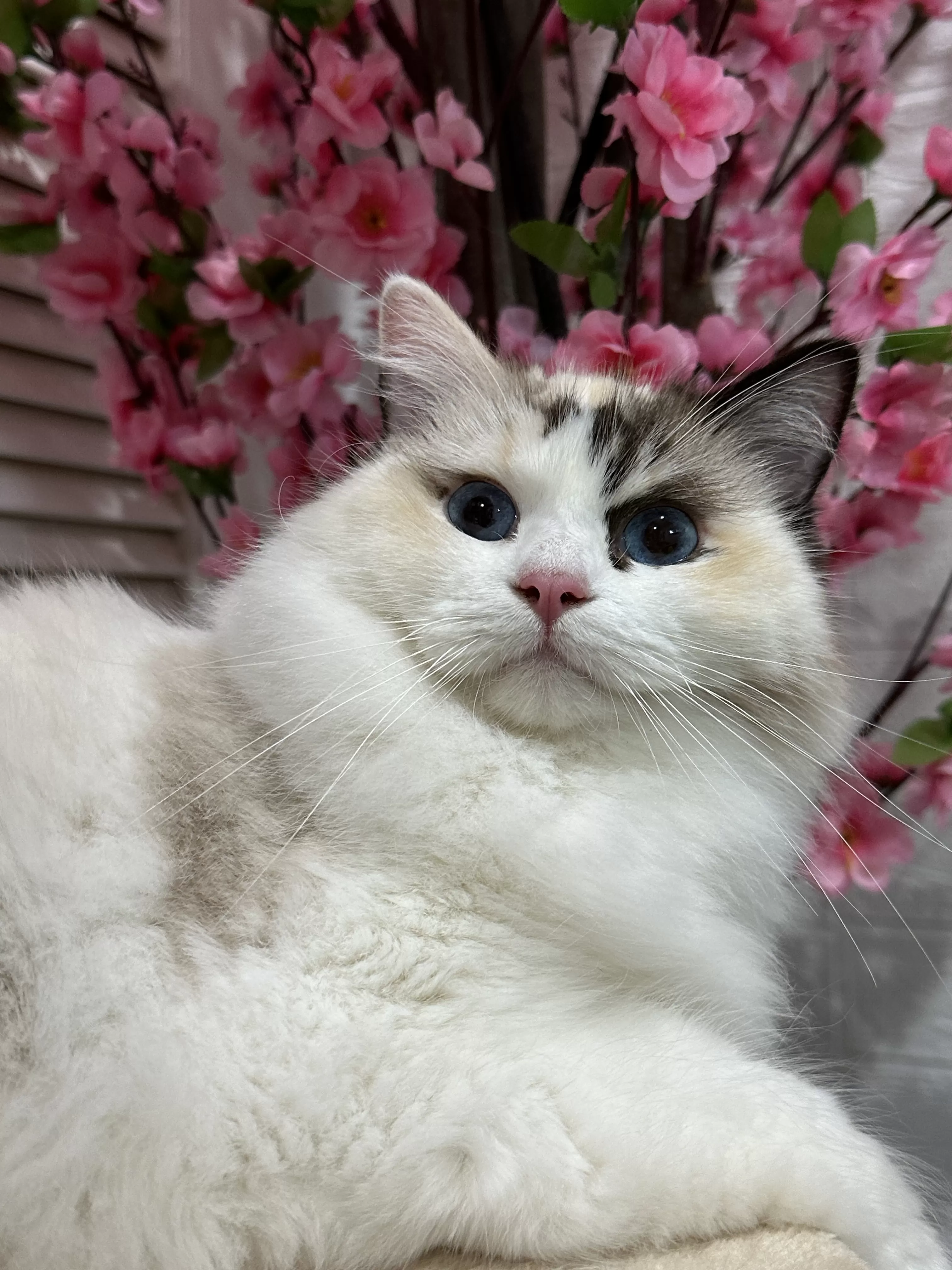 queens gallery image