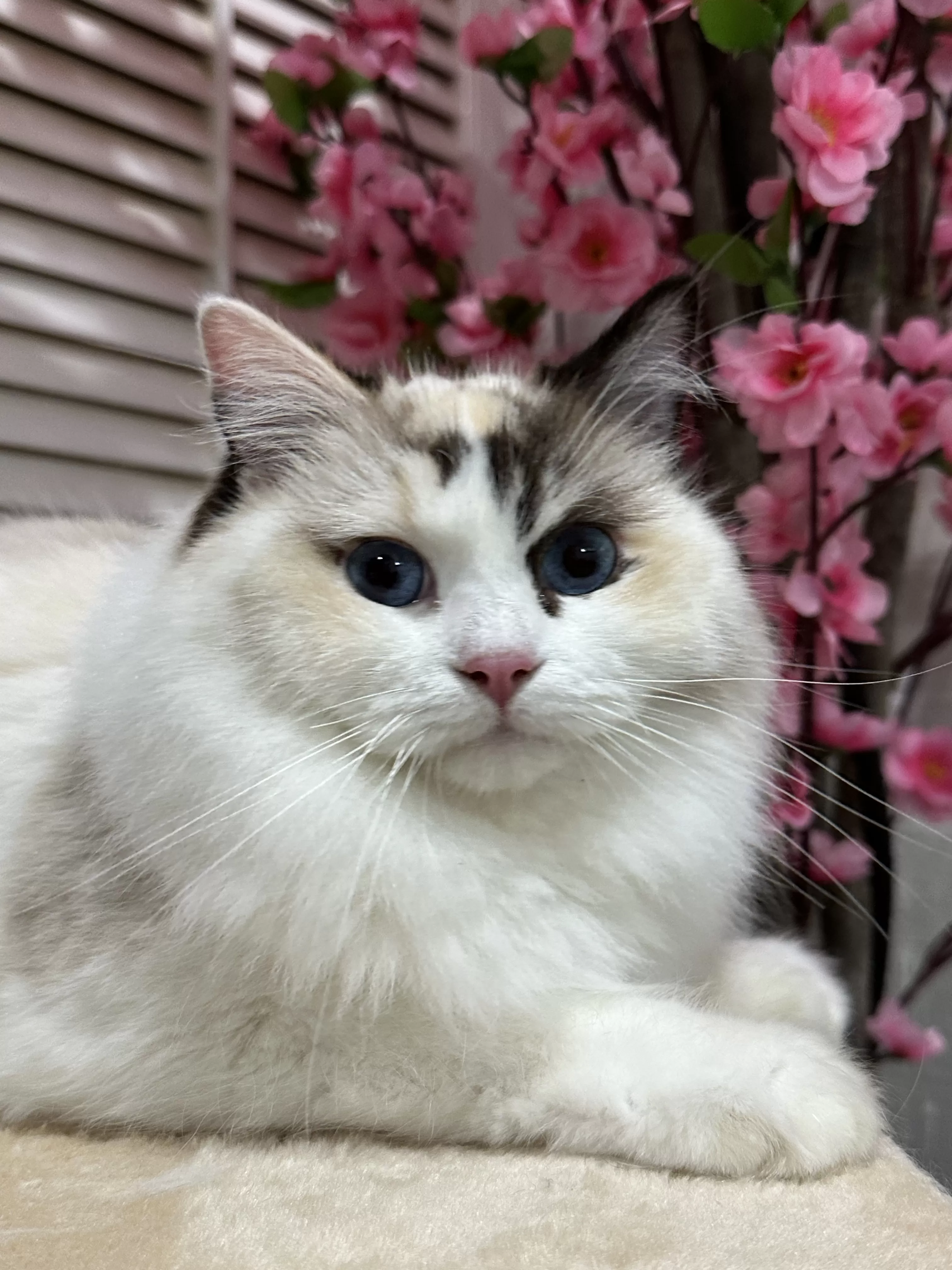 queens gallery image